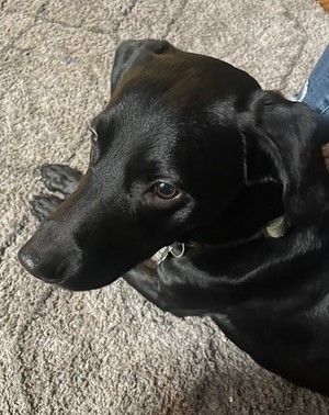 Boba, a Adopted Labrador Retriever in Fairfax, VA image 2/3