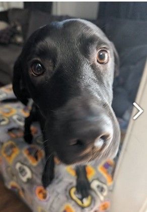 Boba, a Adopted Labrador Retriever in Fairfax, VA image 3/3