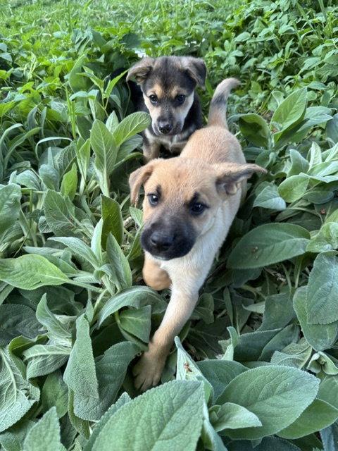 Sage Baby, Adoptable, Puppy Female Black Mouth Cur & German Shepherd Dog.