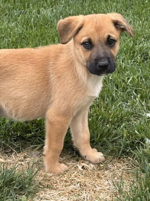 Sage Baby, a Adoptable mixed breed in Midway, UT image 3/3