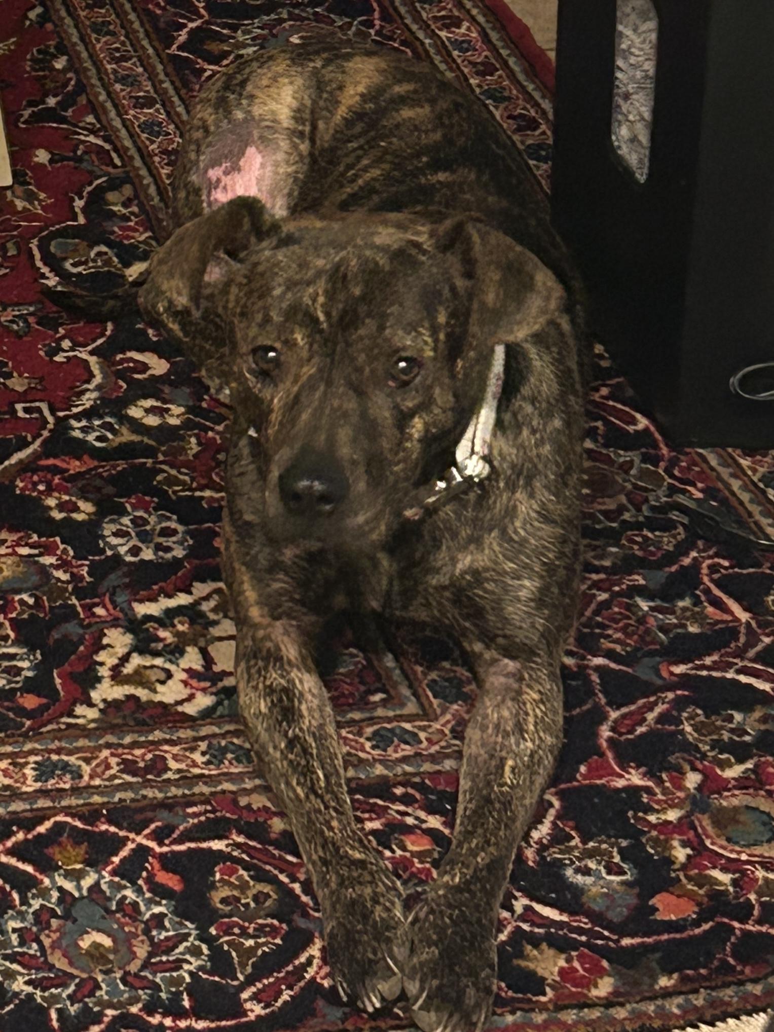 Gidget (aka GiGi)