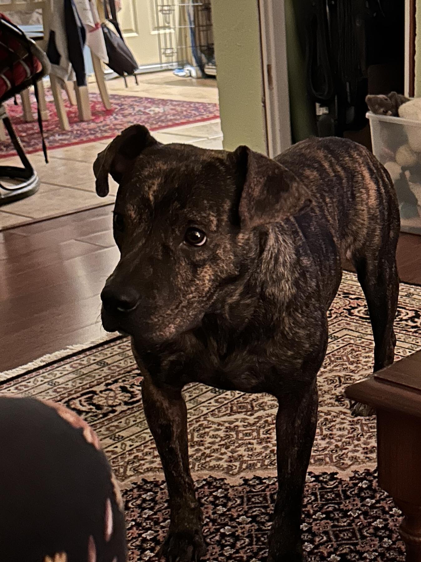 Gidget (aka GiGi) photo 2