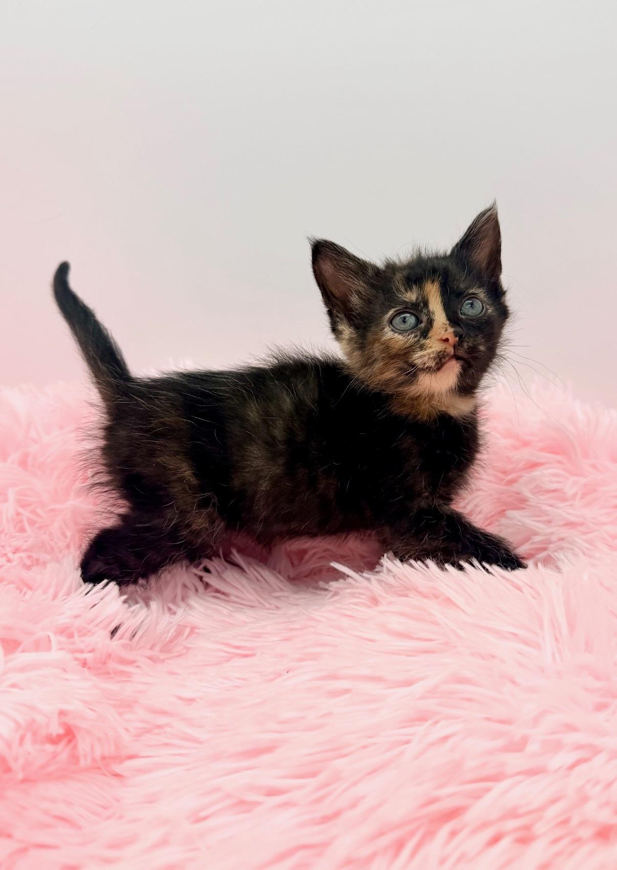 Mccafferty, an adopted Tortoiseshell in Covington, LA image 3/6