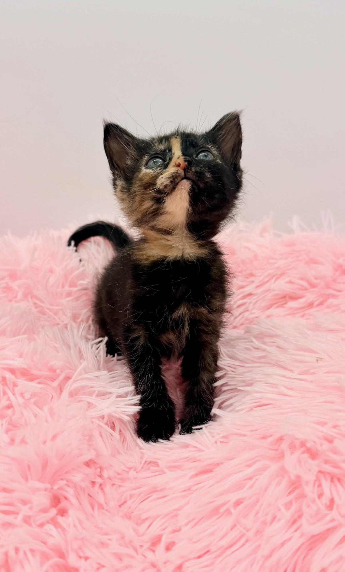 Mccafferty, an adopted Tortoiseshell in Covington, LA image 6/6