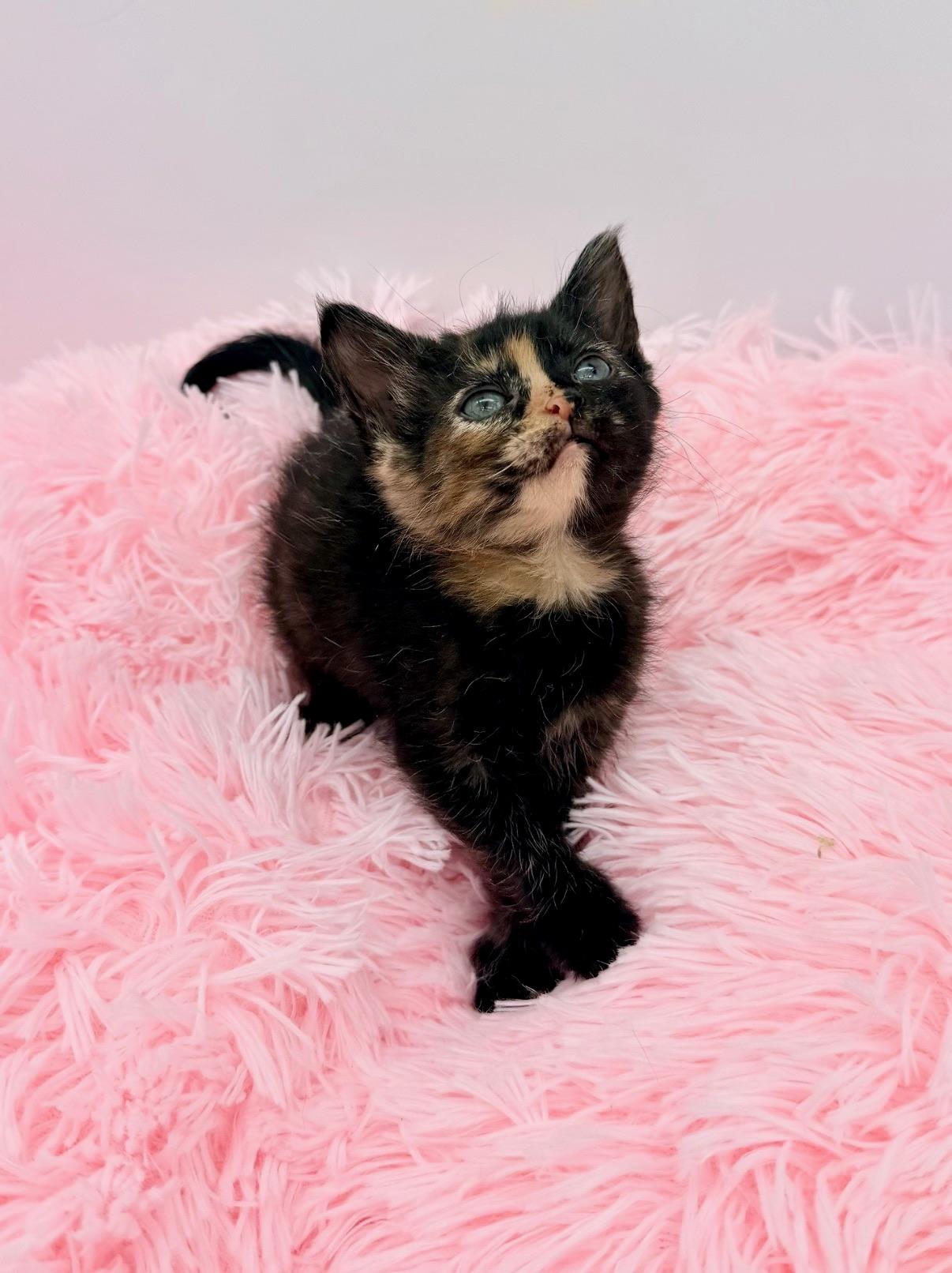 Mccafferty, an adopted Tortoiseshell in Covington, LA image 1/6