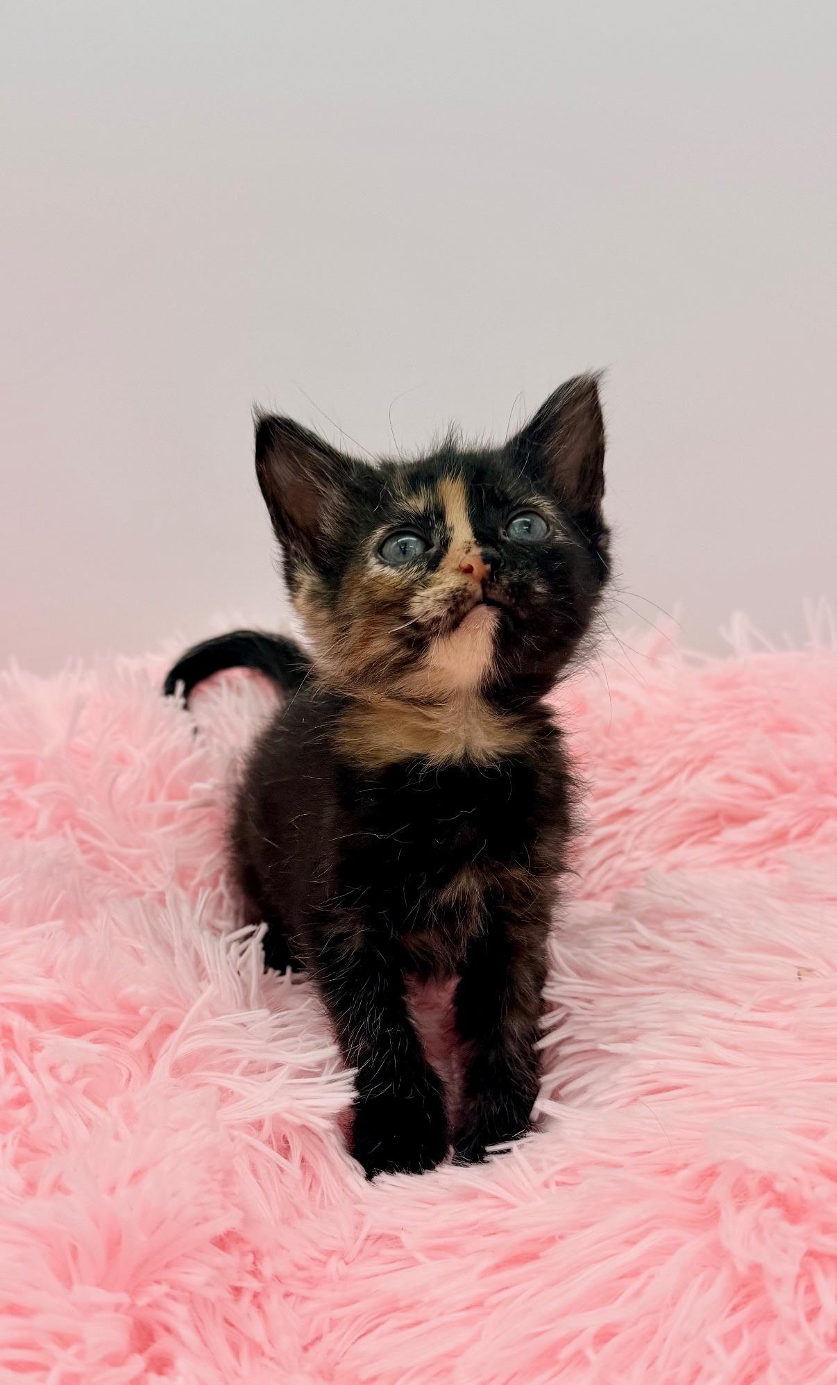 Mccafferty, an adopted Tortoiseshell in Covington, LA image 5/6
