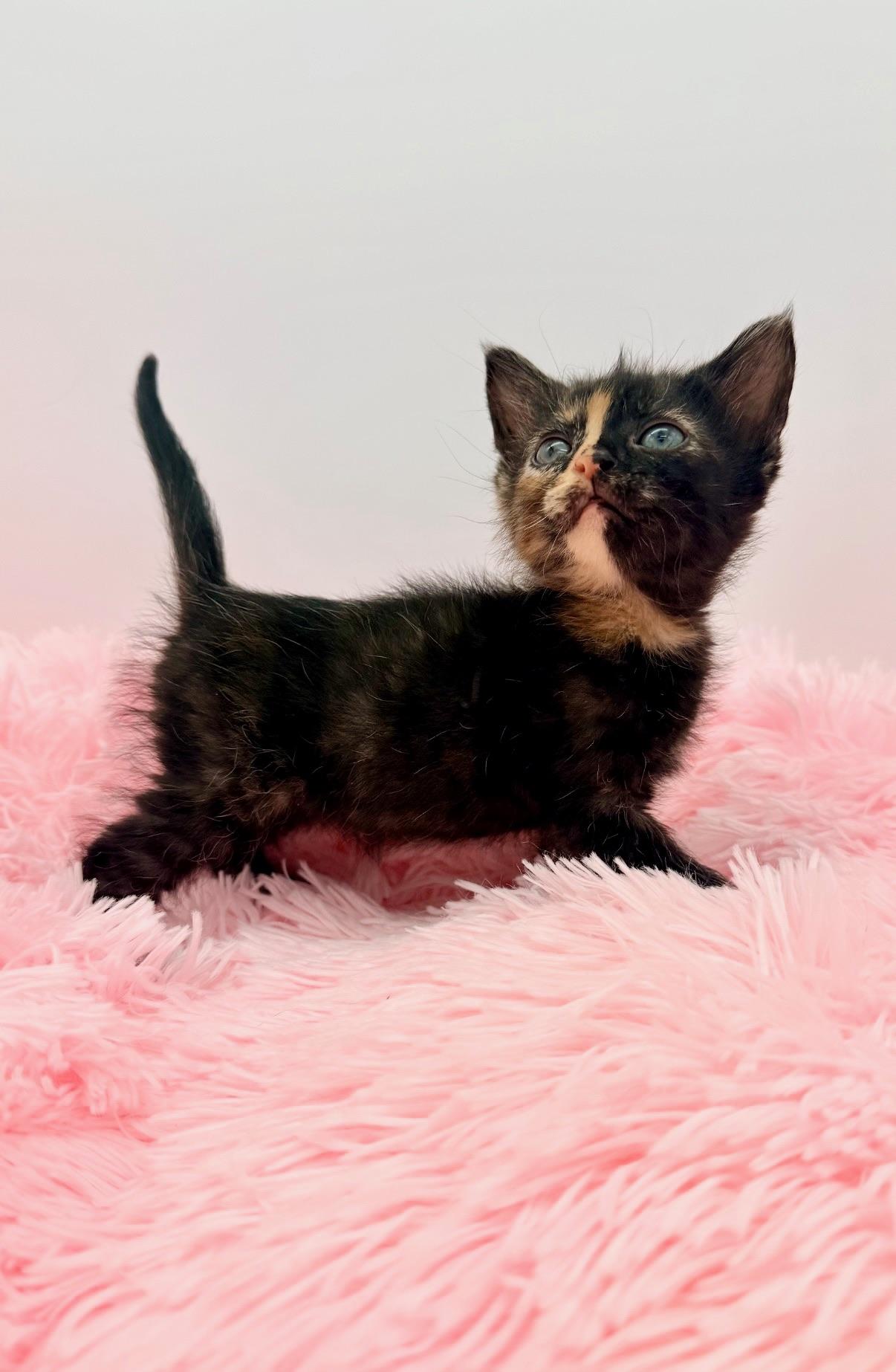 Mccafferty, an adopted Tortoiseshell in Covington, LA image 4/6