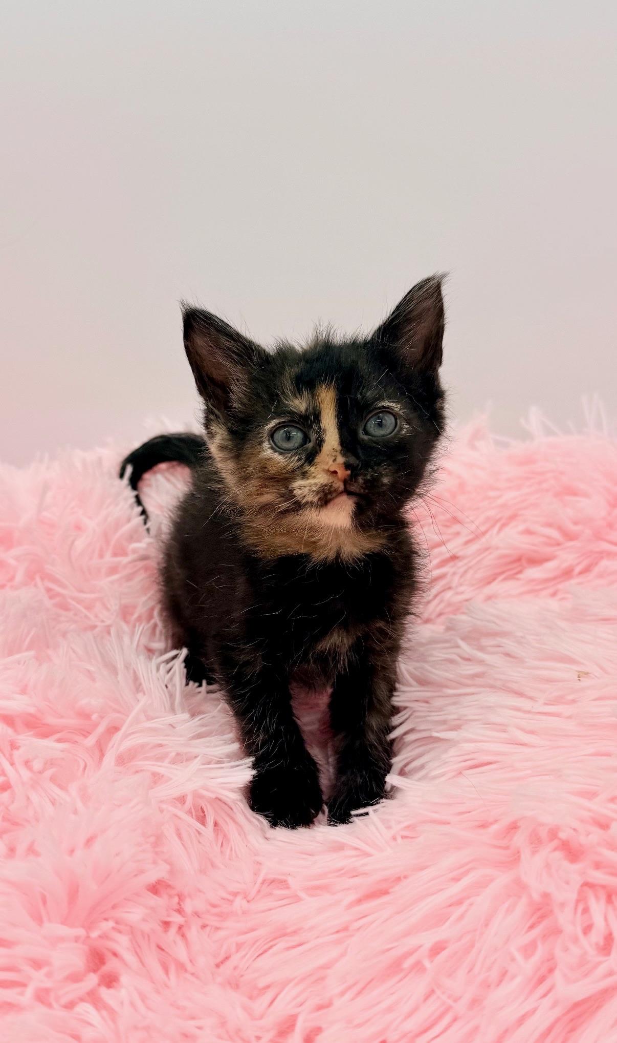 Mccafferty, an adopted Tortoiseshell in Covington, LA image 2/6