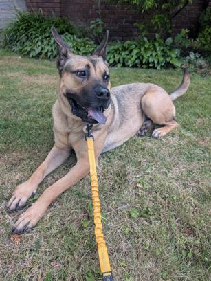 Enlarge Greg, a ADOPTABLE mixed breed in Brunswick, OH image 6/6