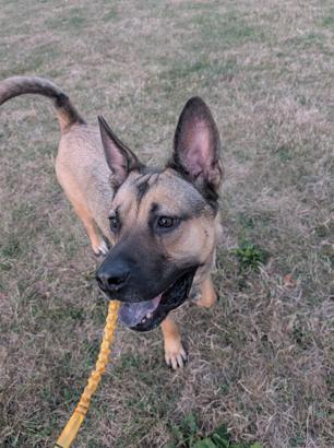 Enlarge Greg, a ADOPTABLE mixed breed in Brunswick, OH image 4/6
