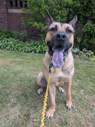 Enlarge Greg, a ADOPTABLE mixed breed in Brunswick, OH image 2/6