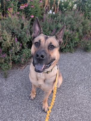 Enlarge Greg, a ADOPTABLE mixed breed in Brunswick, OH image 3/6