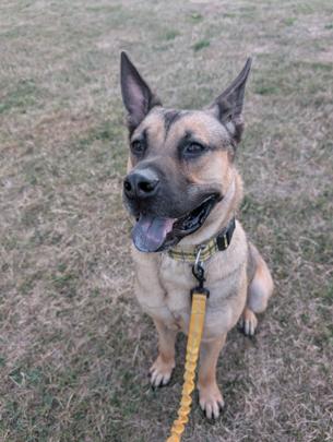 Greg, ADOPTABLE, Young Male Shepherd.
