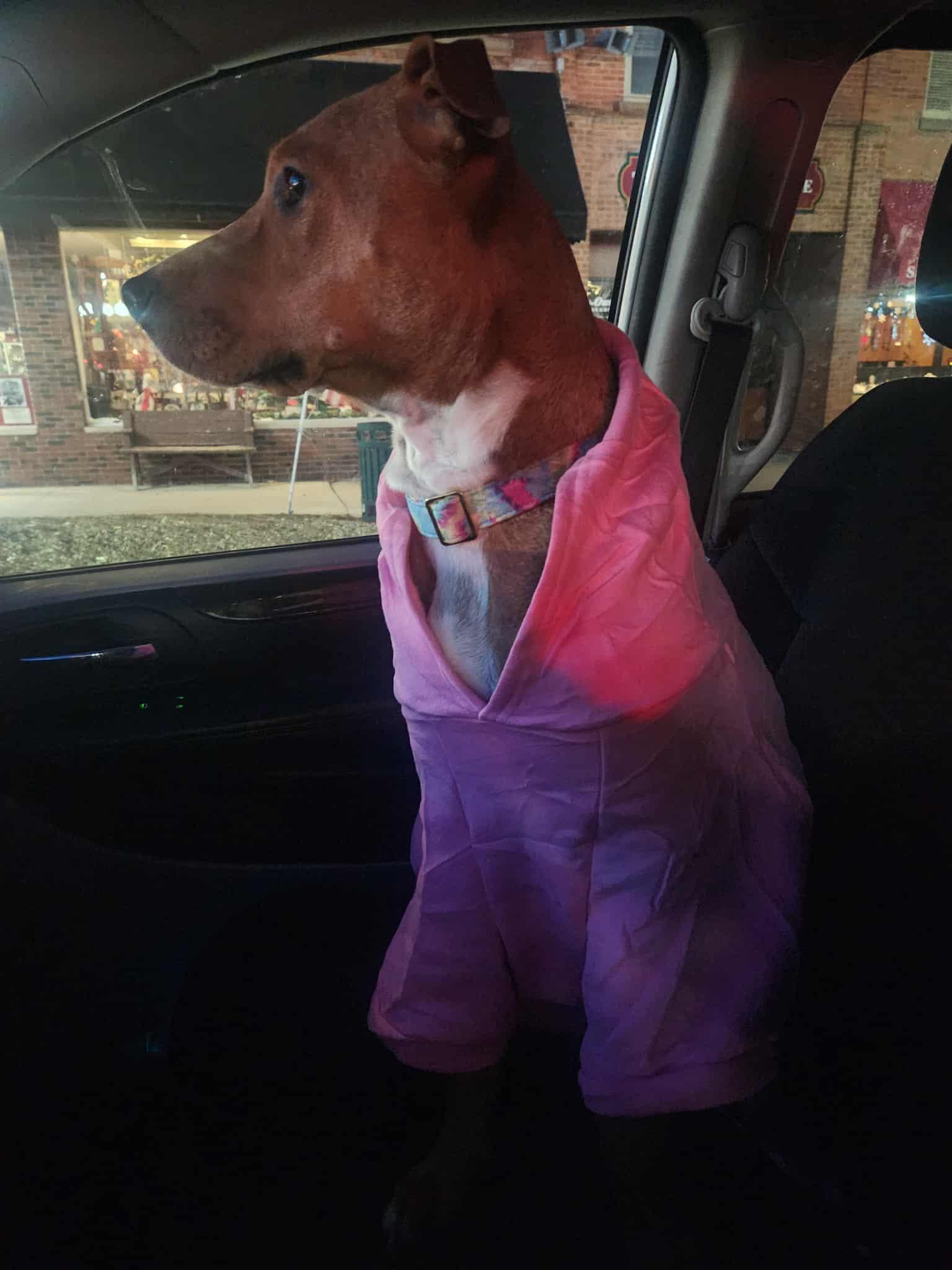 Izzy, Adoptable, Young Female Mixed Breed.