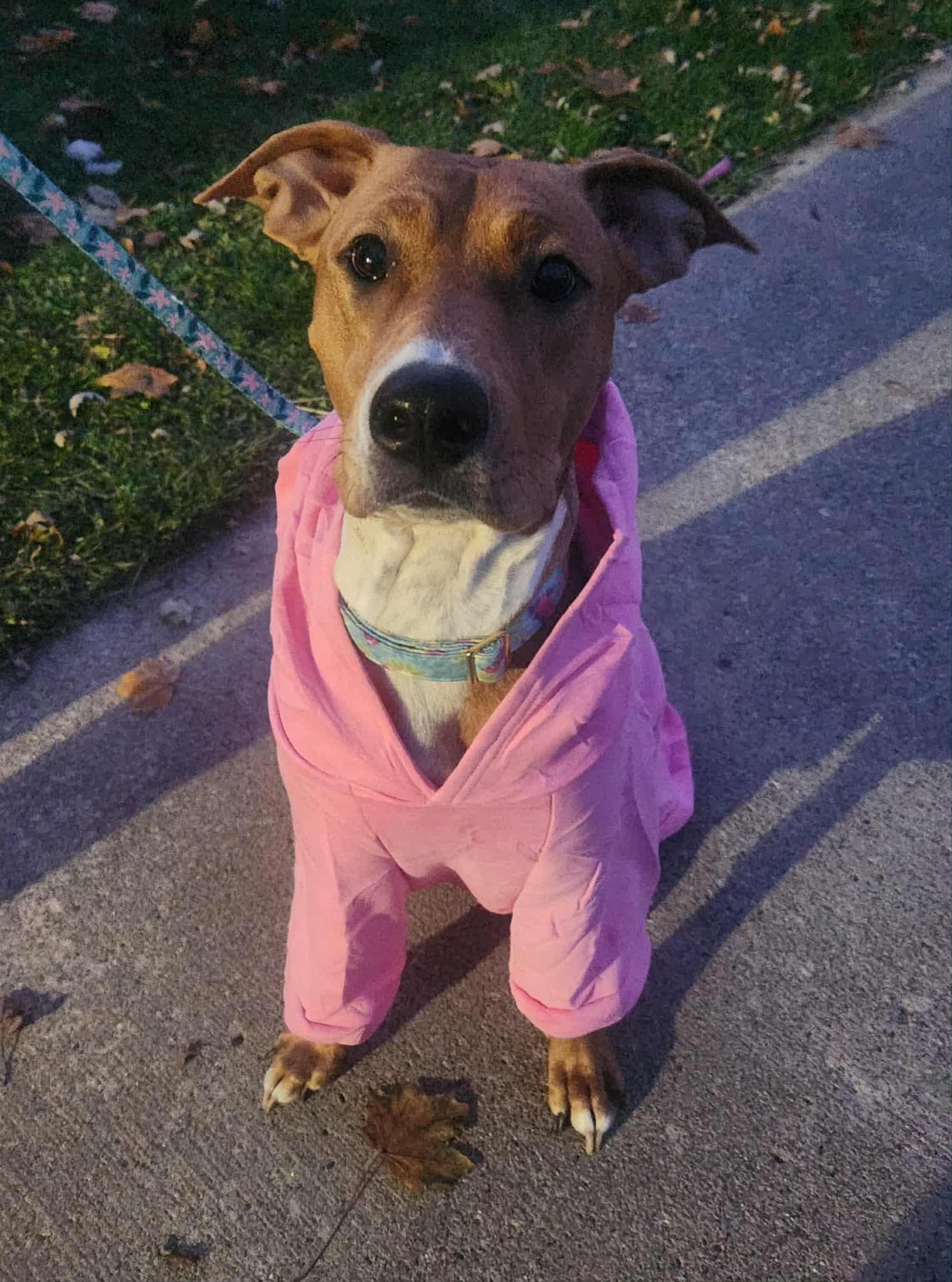 Izzy, a Adoptable Mixed Breed in Clinton, MI image 2/3