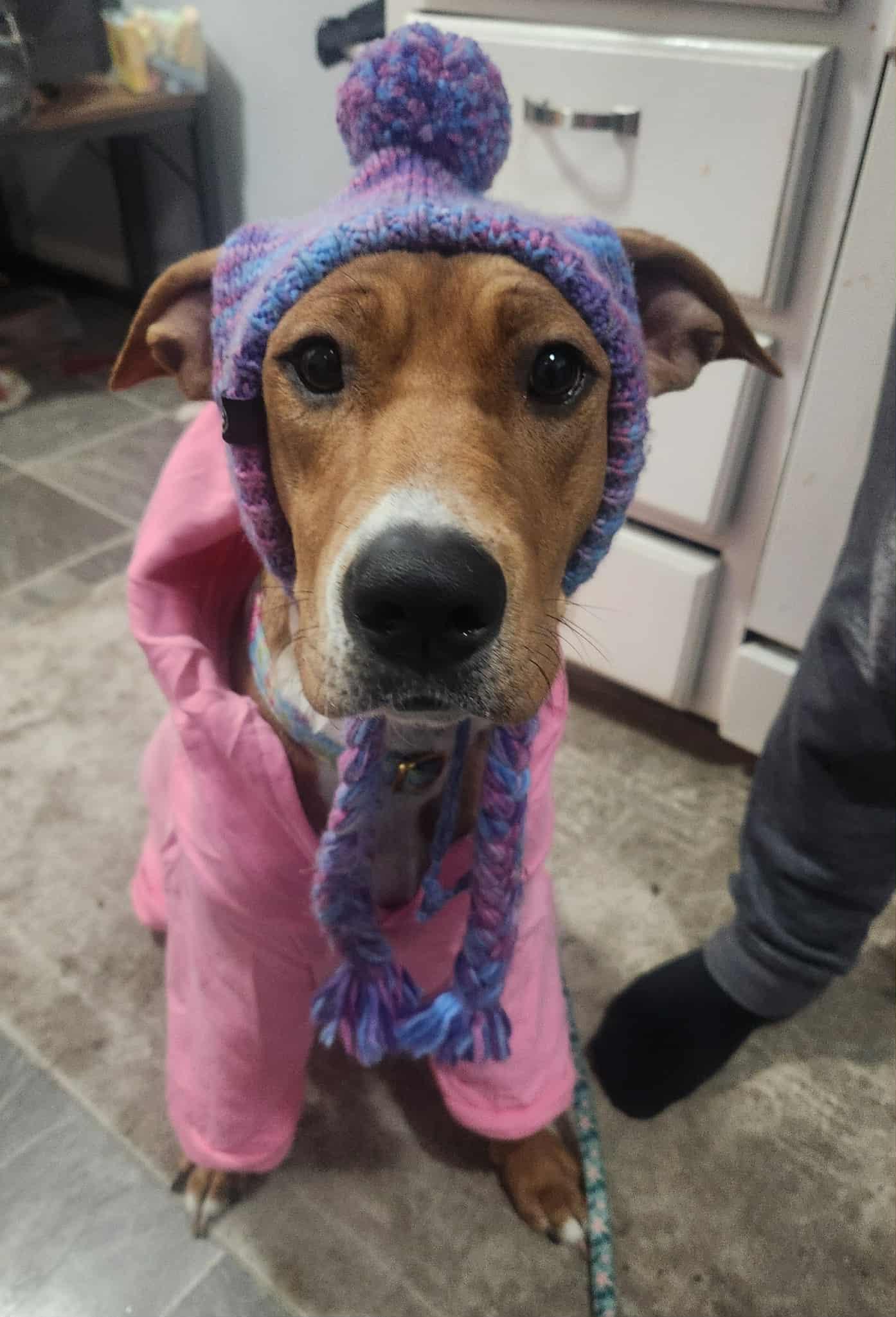 Izzy, a Adoptable Mixed Breed in Clinton, MI image 3/3