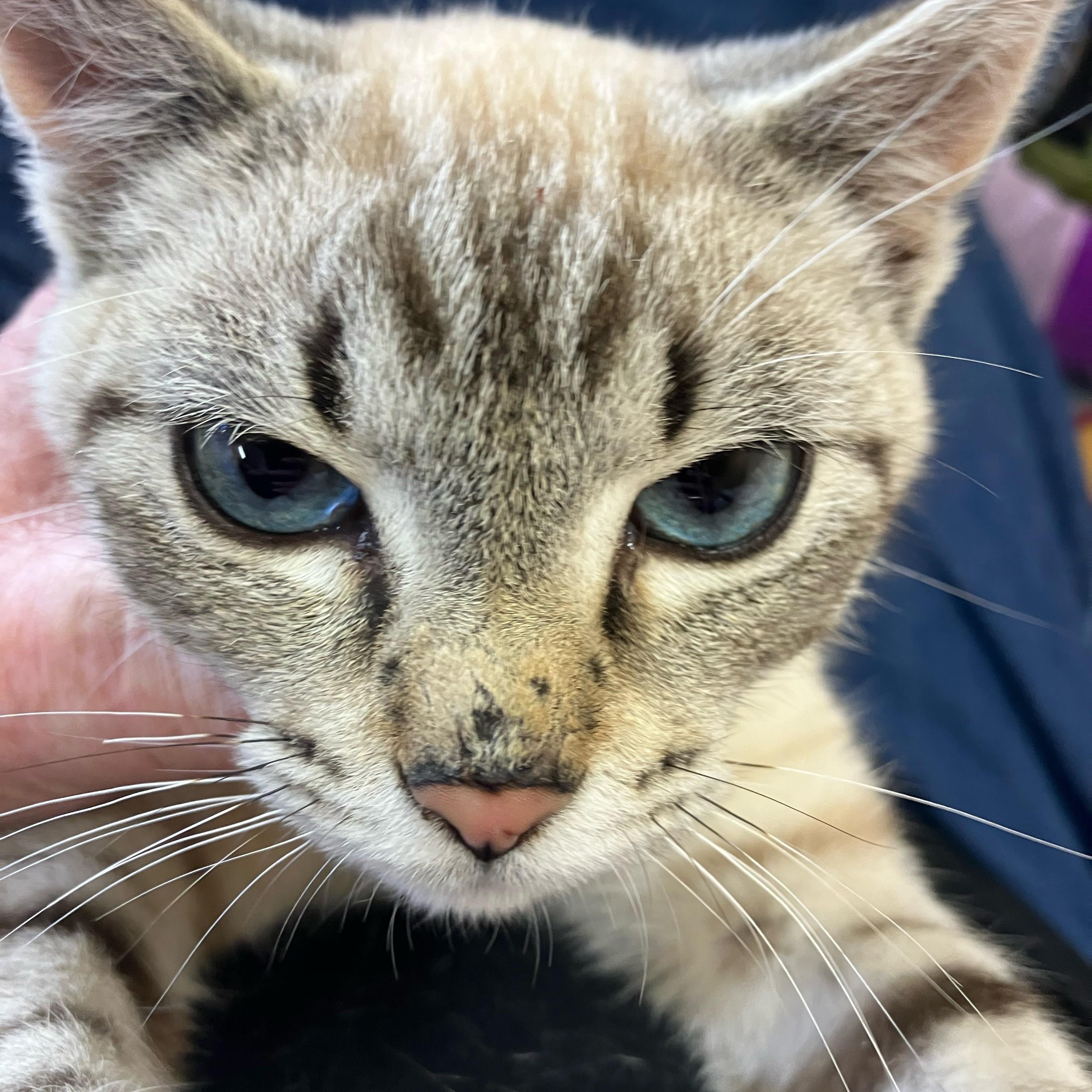 T-Rex, ADOPTABLE, Kitten Male Siamese.