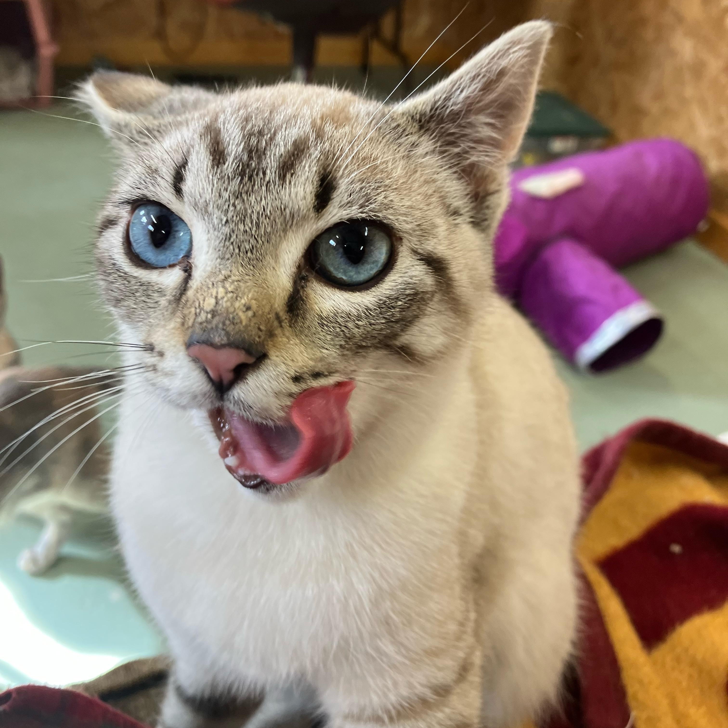 Enlarge T-Rex, a ADOPTABLE mixed breed in Portland, OR image 4/4