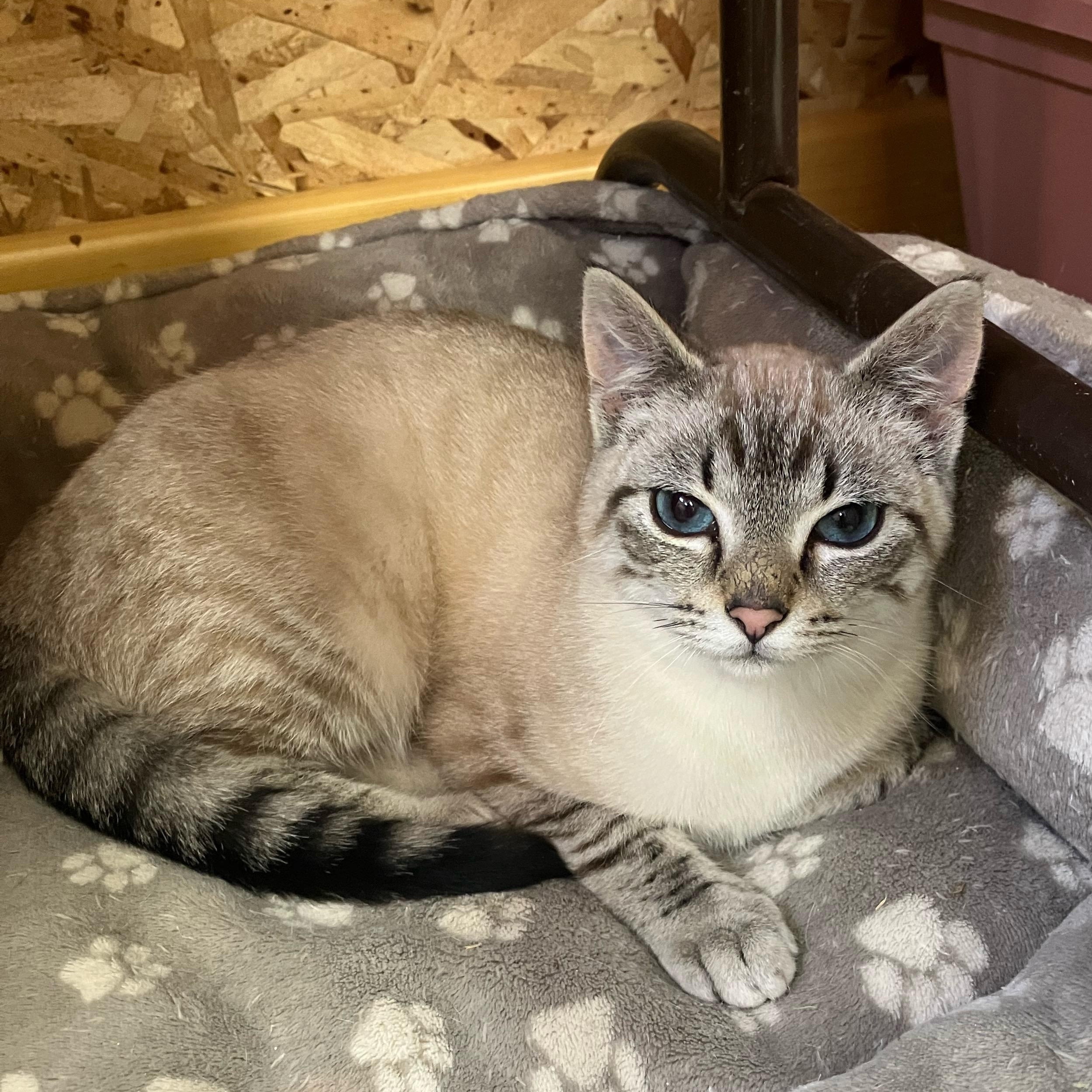 Enlarge T-Rex, a ADOPTABLE mixed breed in Portland, OR image 2/4