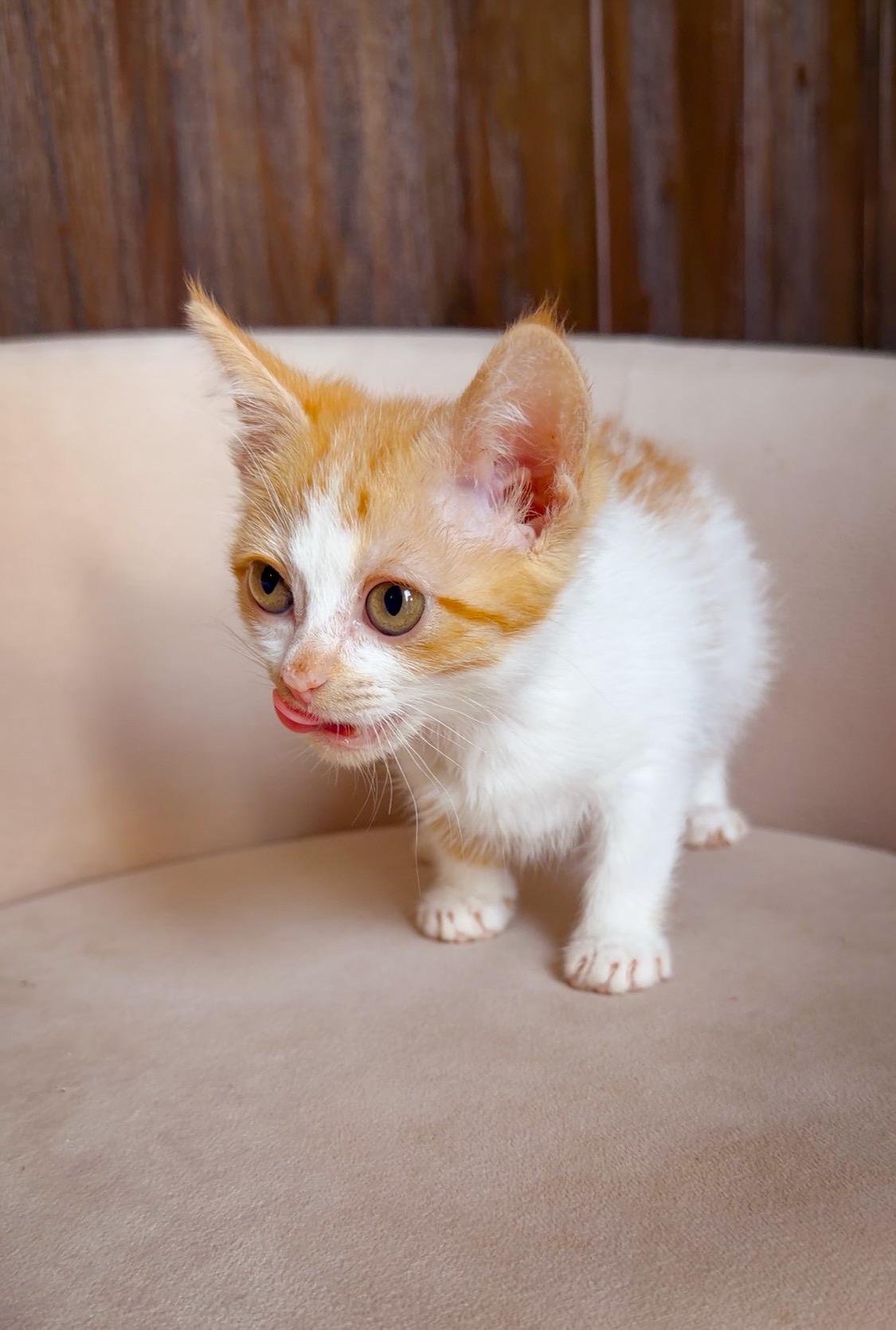 Chani, a ADOPTABLE Domestic Medium Hair in Albuquerque, NM image 3/3