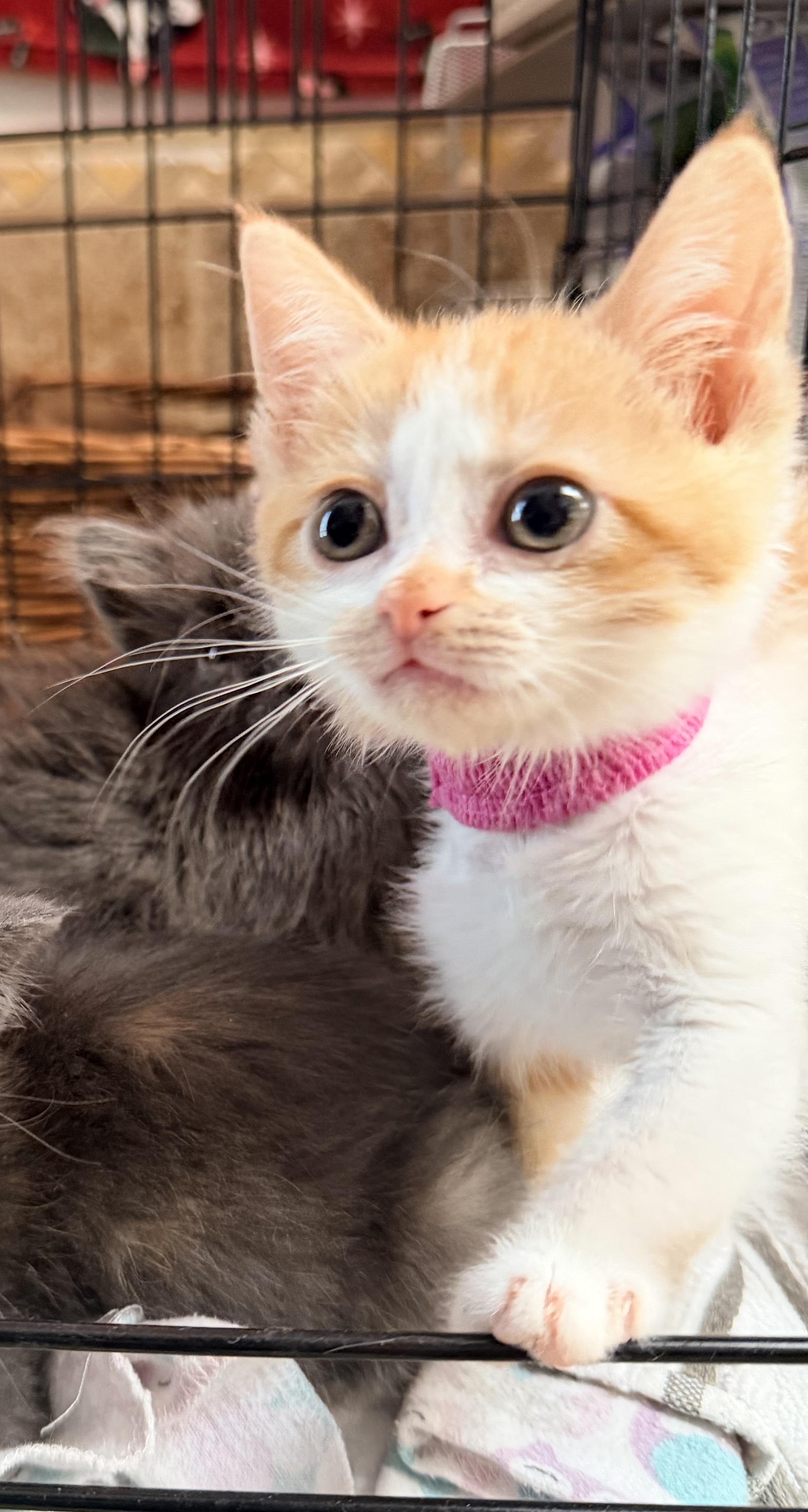Chani, ADOPTABLE, Kitten Female Domestic Medium Hair.