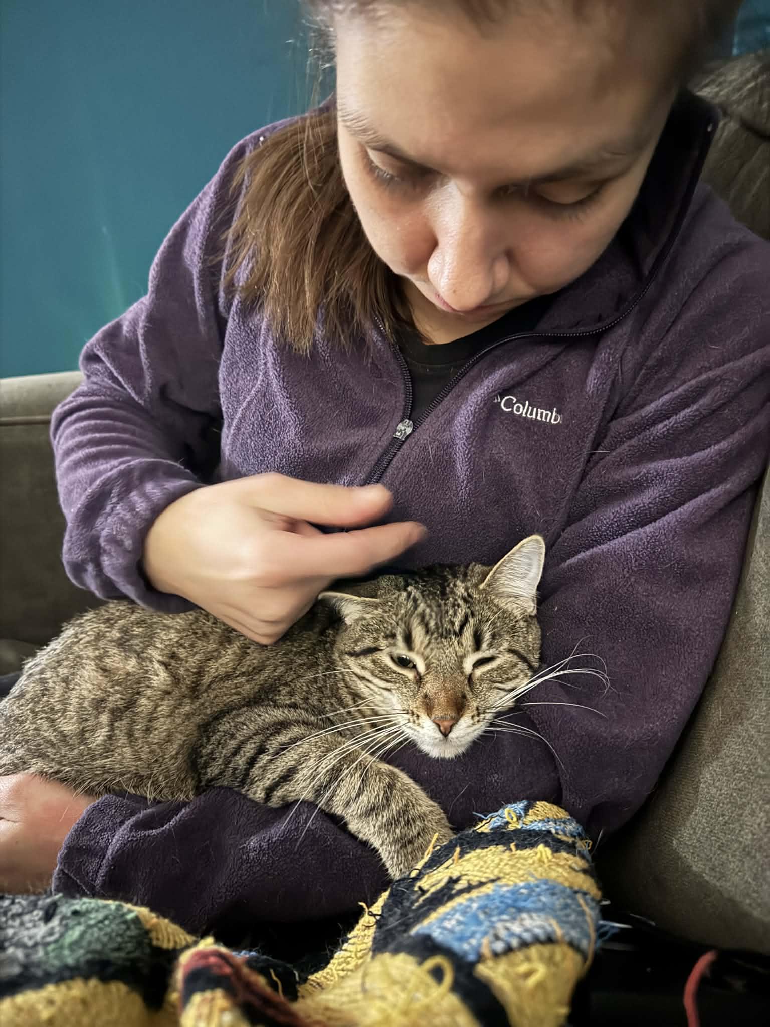 Enlarge Spike, a ADOPTABLE Domestic Short Hair in Milwaukee, WI image 6/6