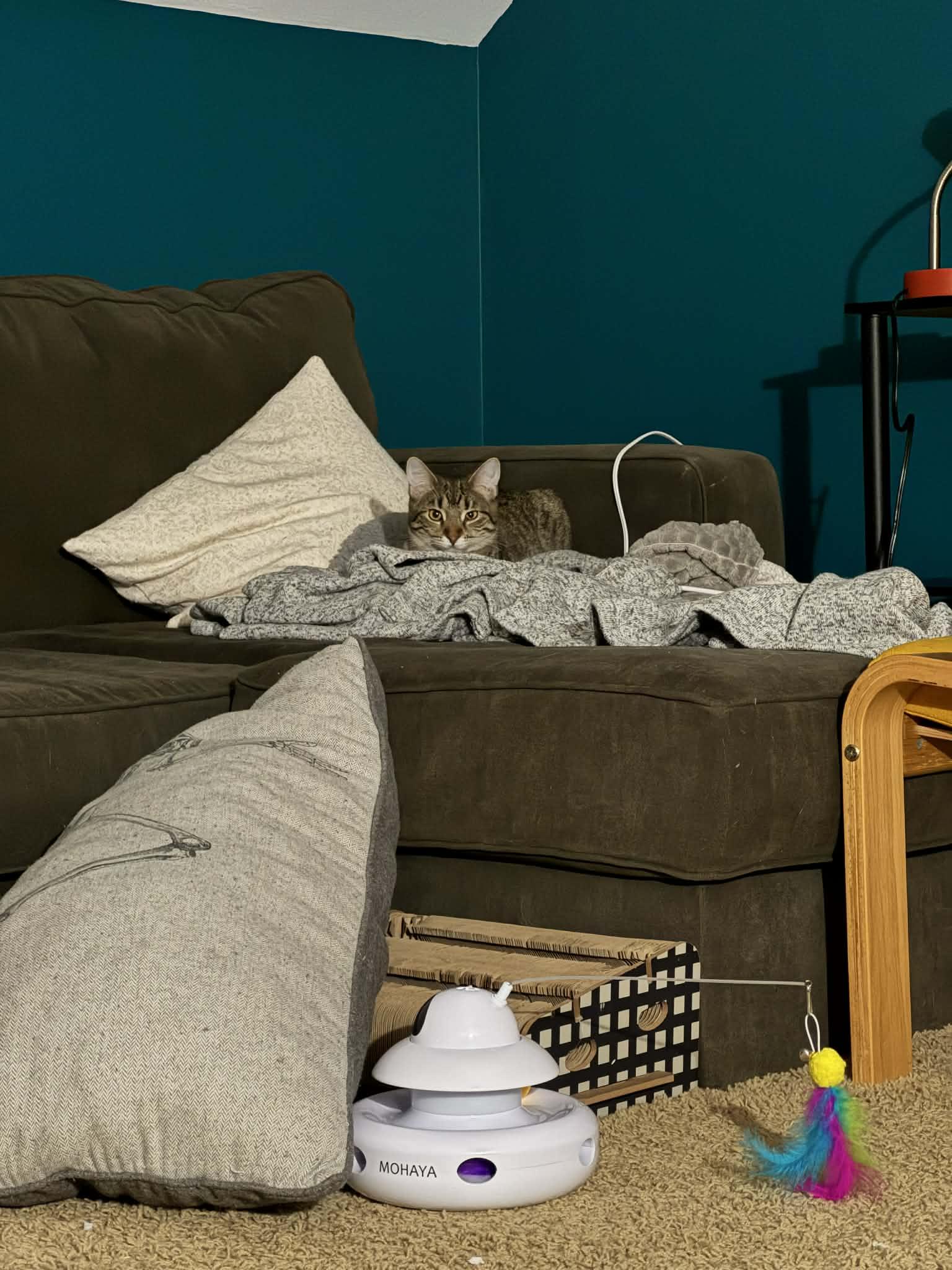 Enlarge Spike, a ADOPTABLE Domestic Short Hair in Milwaukee, WI image 4/6