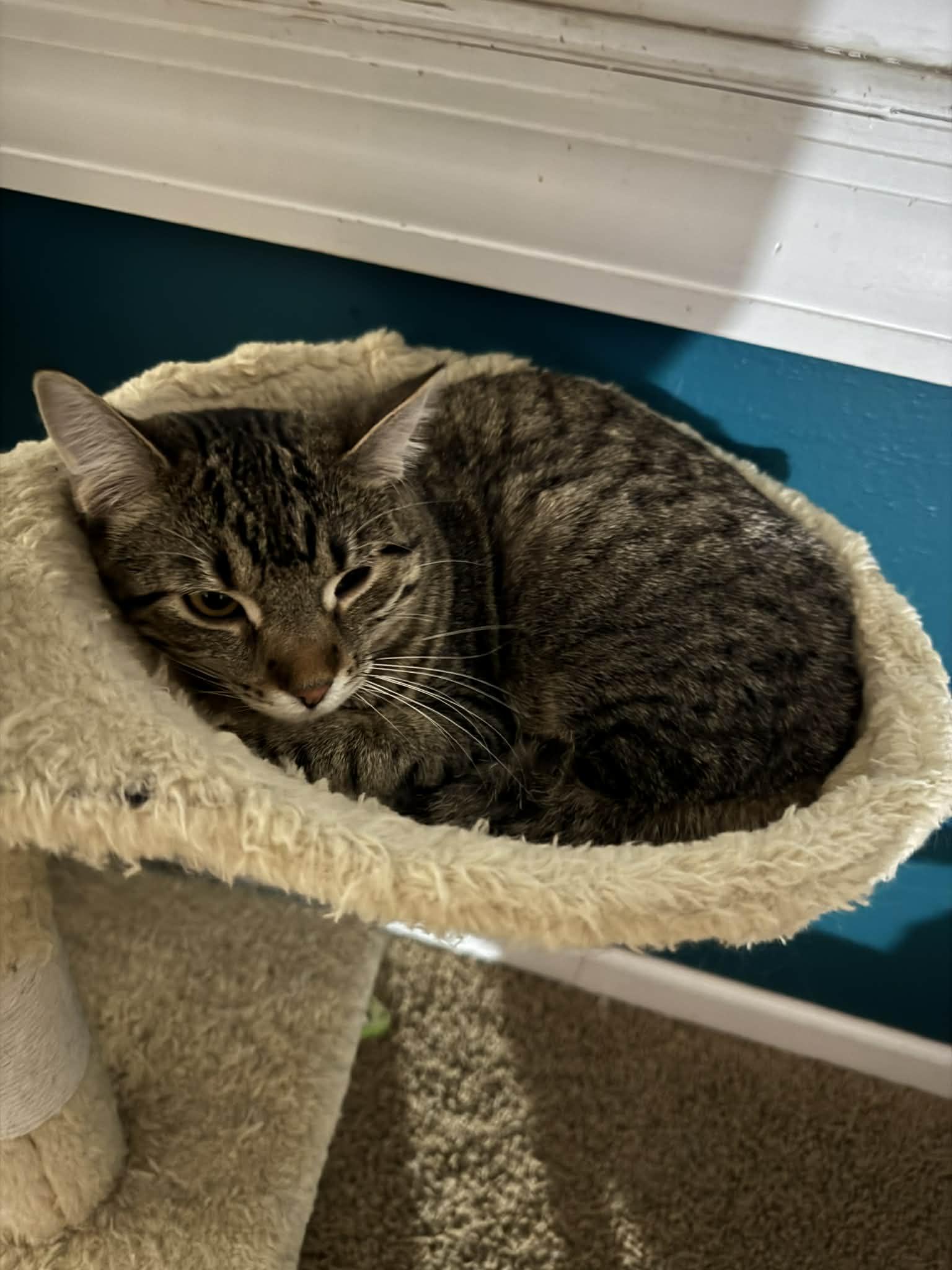 Enlarge Spike, a ADOPTABLE Domestic Short Hair in Milwaukee, WI image 2/6