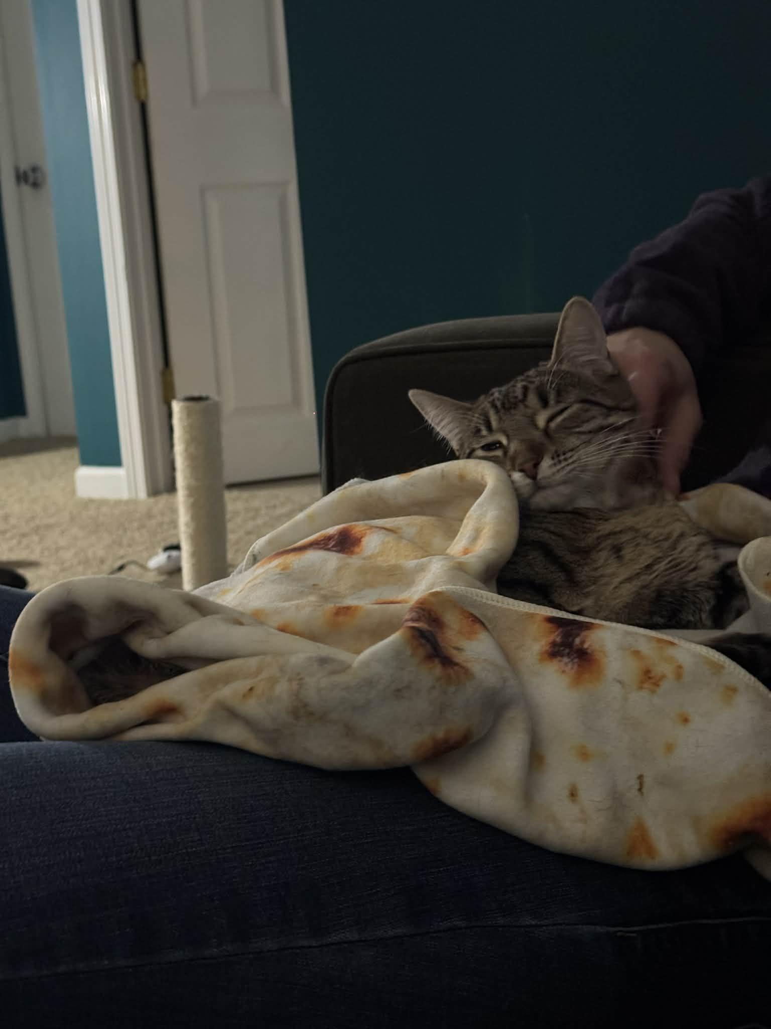 Enlarge Spike, a ADOPTABLE Domestic Short Hair in Milwaukee, WI image 3/6