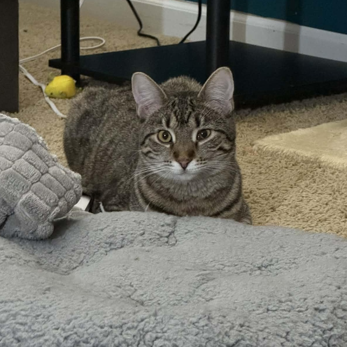 Enlarge Spike, a ADOPTABLE Domestic Short Hair in Milwaukee, WI image 1/6