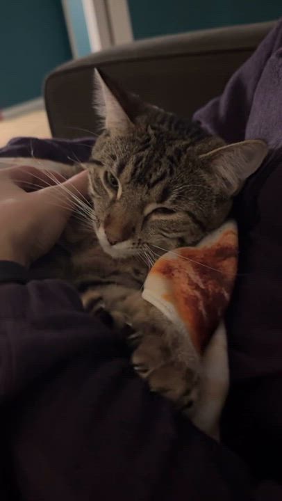 Enlarge Spike, a ADOPTABLE Domestic Short Hair in Milwaukee, WI video 5/6