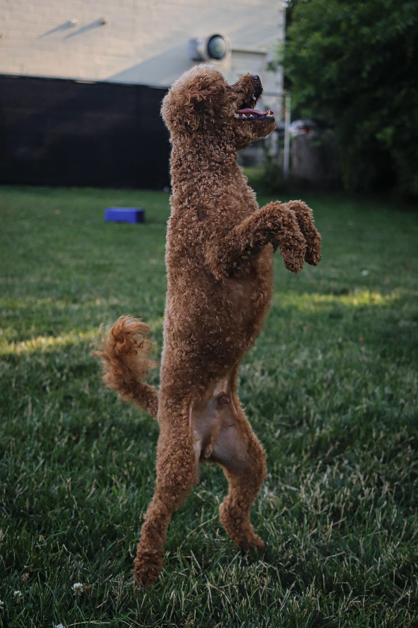 Pluto, a Adoptable Poodle (Toy) in Webster, NY image 4/6