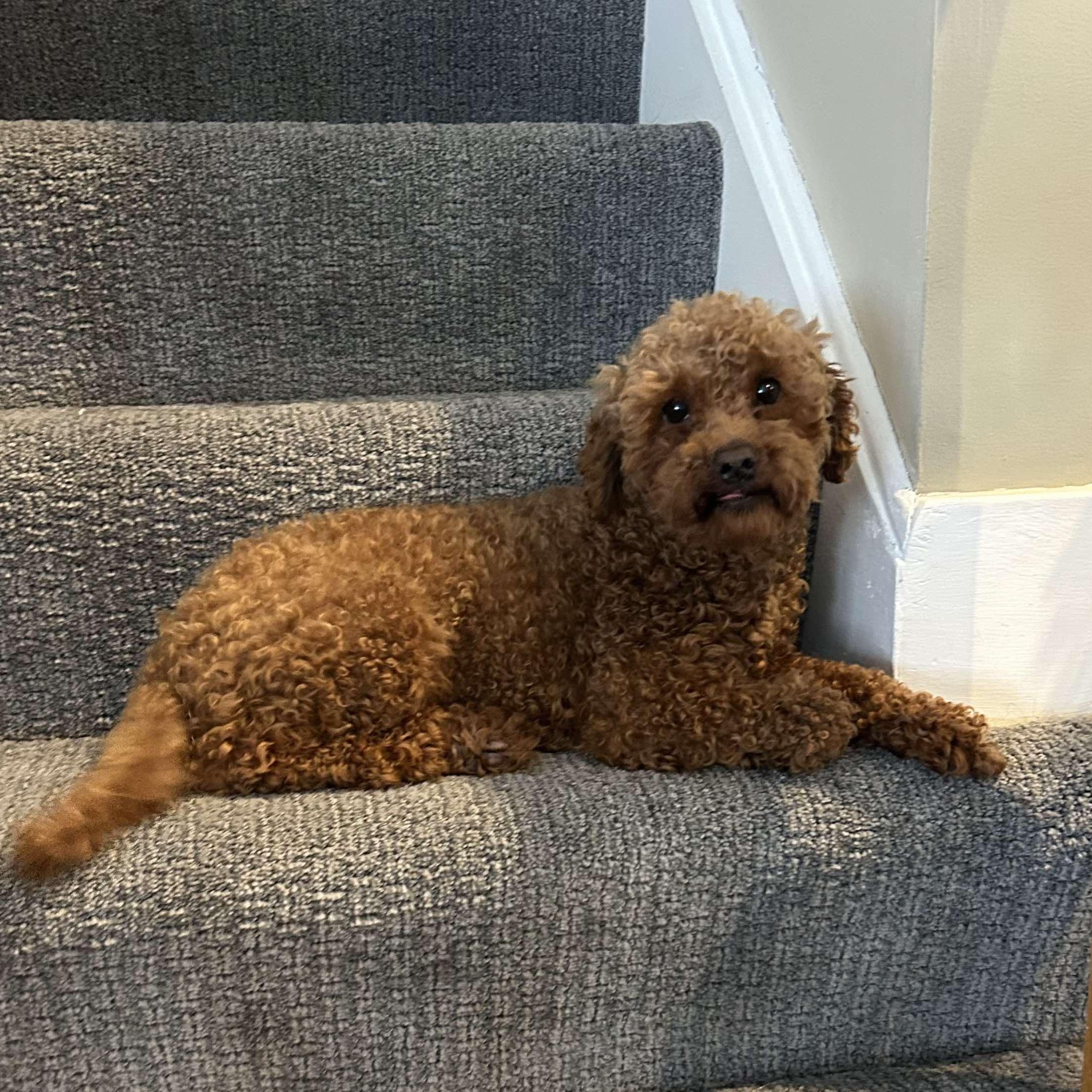 Pluto, a Adoptable Poodle (Toy) in Webster, NY image 2/6