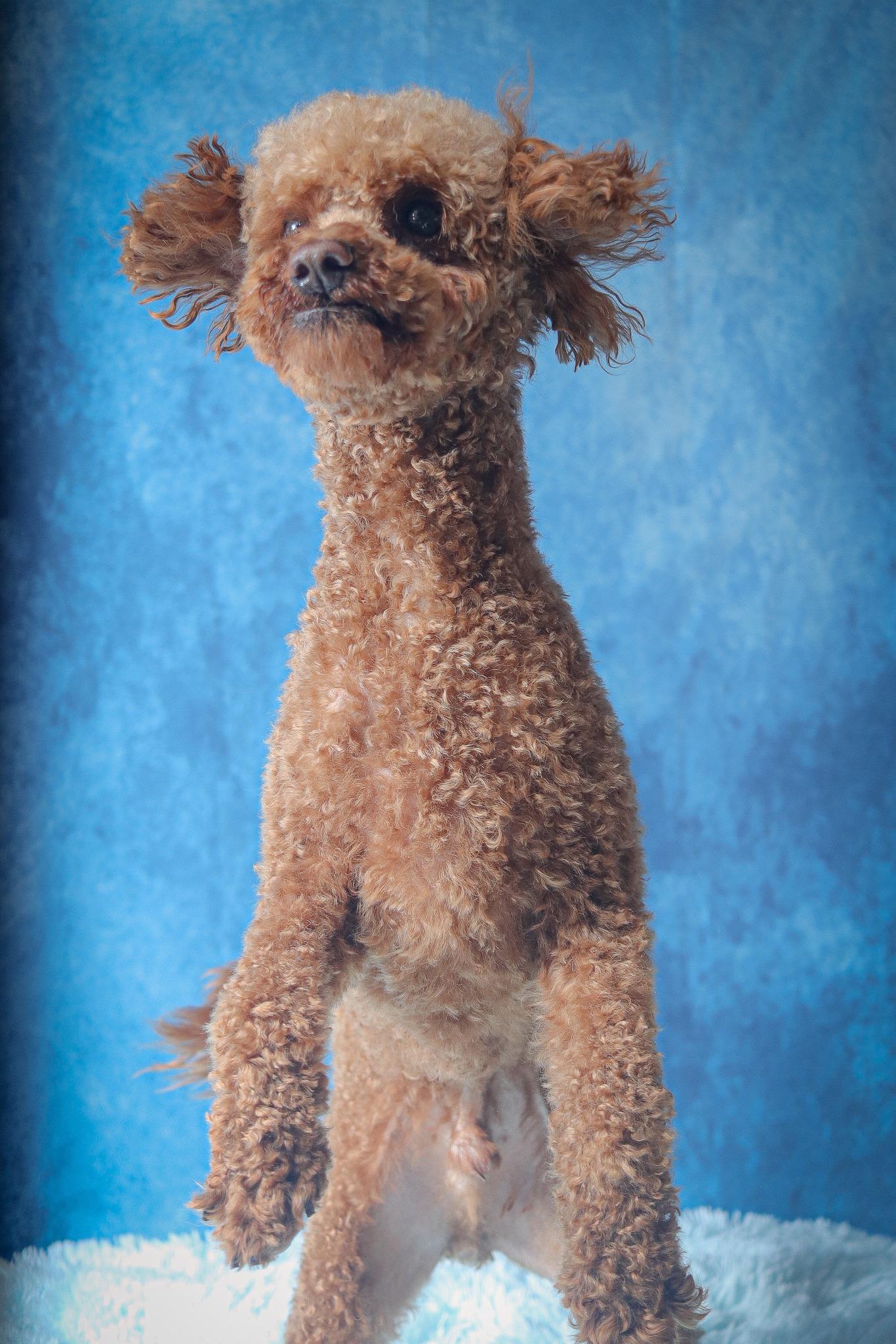 Pluto, an adoptable Poodle (Toy) in Webster, NY, 14580 | Photo Image 6