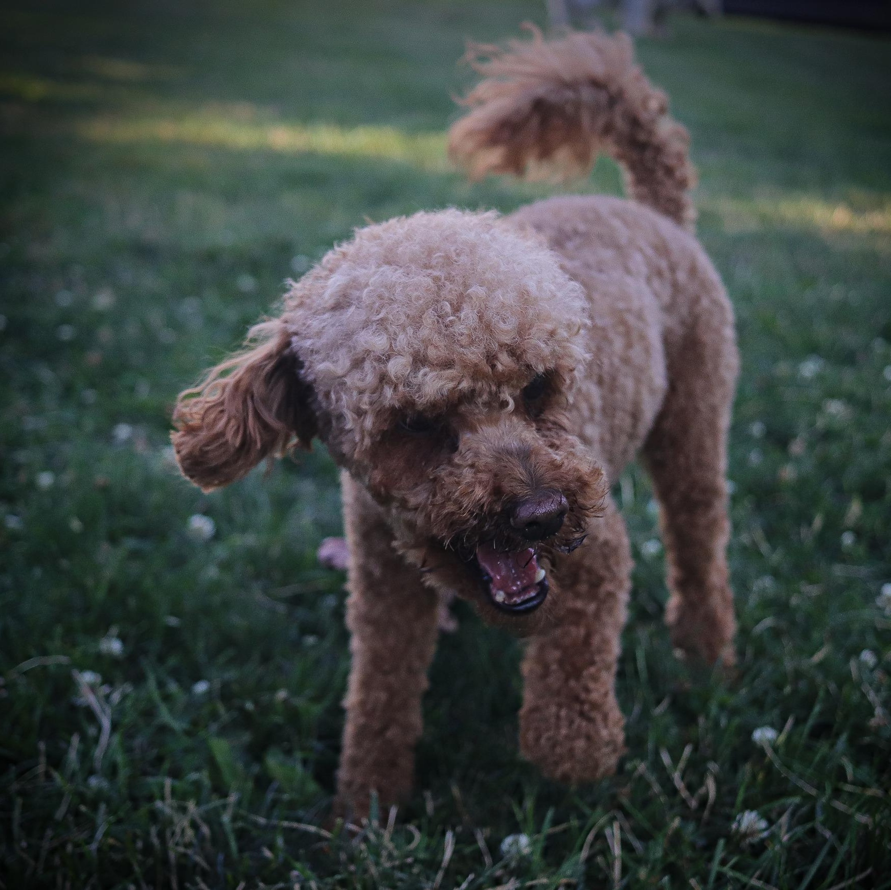 Pluto, an adoptable Poodle (Toy) in Webster, NY, 14580 | Photo Image 3