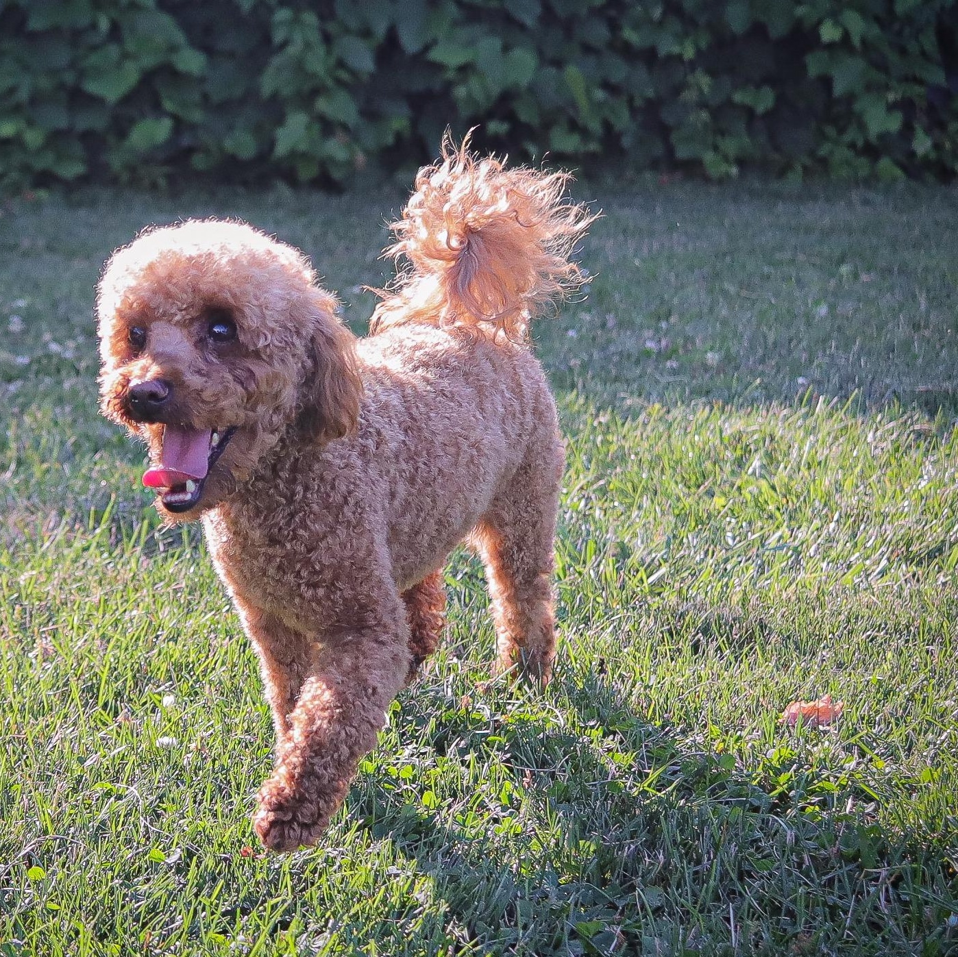 Pluto, an adoptable Poodle (Toy) in Webster, NY, 14580 | Photo Image 1