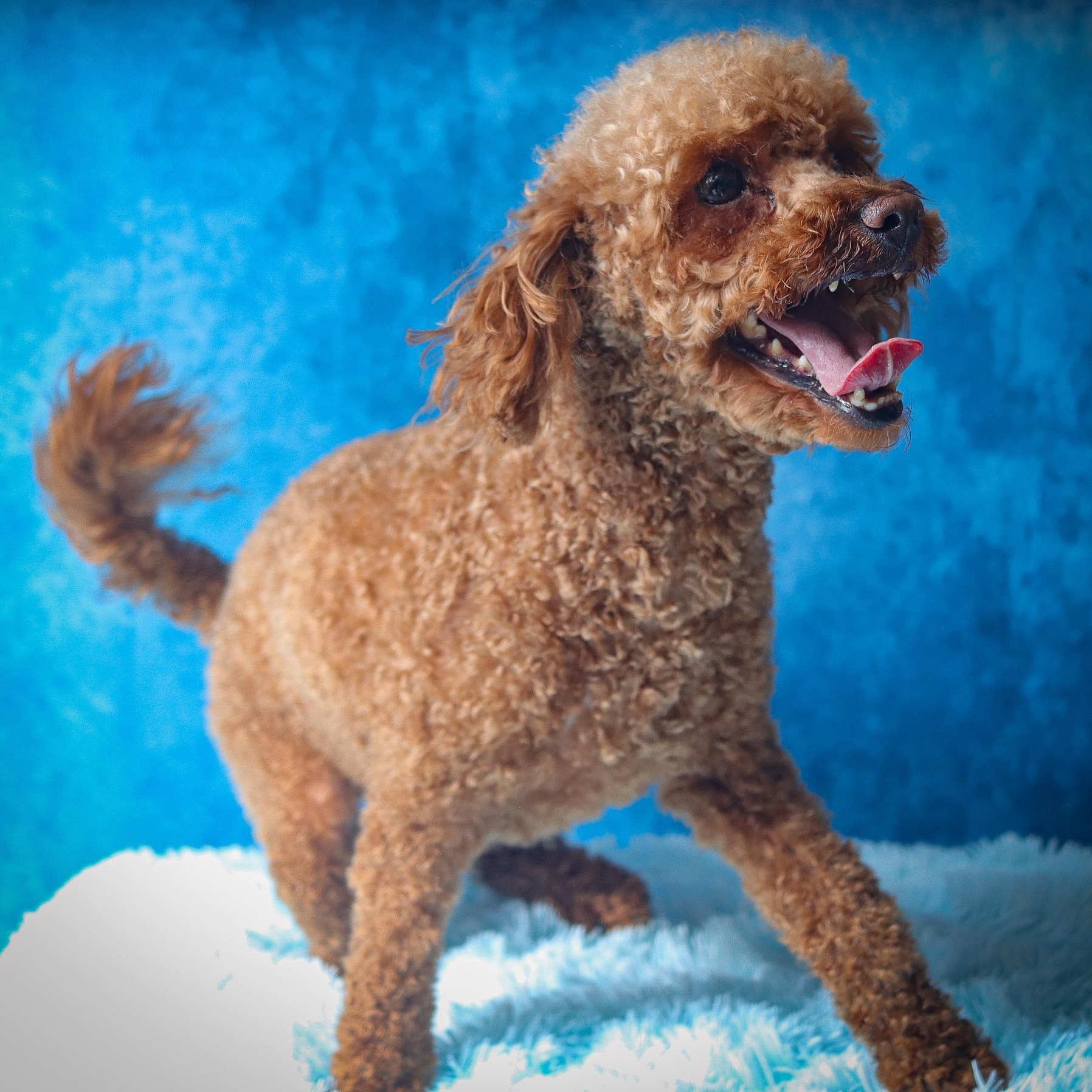 Pluto, a Adoptable Poodle (Toy) in Webster, NY image 5/6