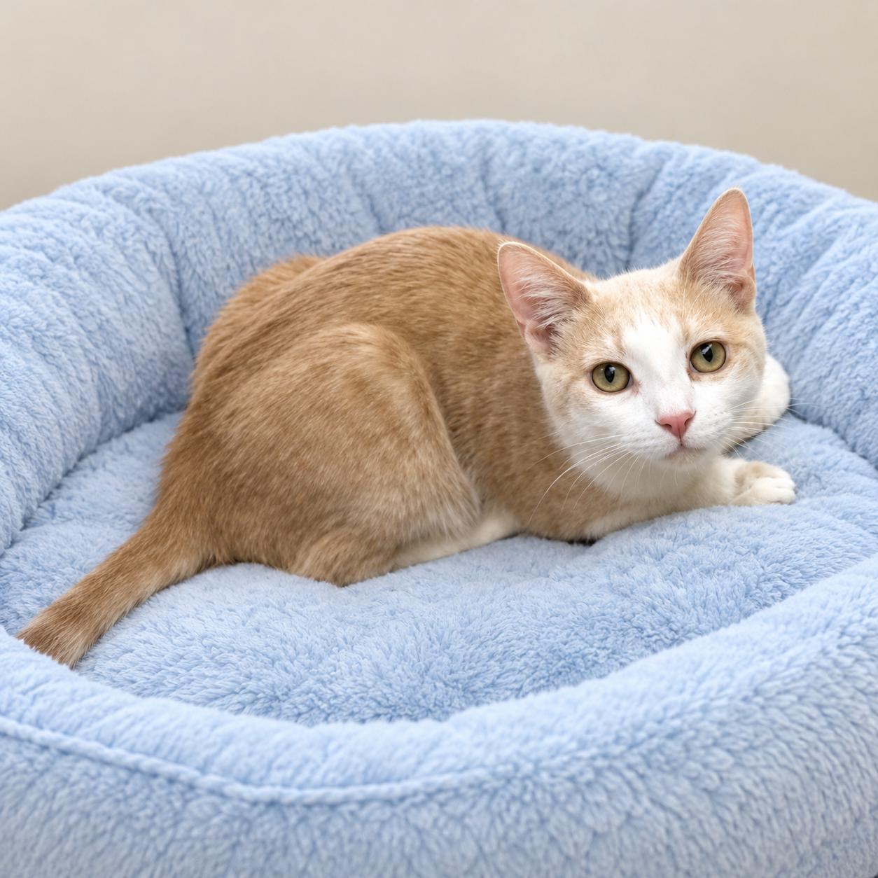 Enlarge Butters, a Adoptable mixed breed in Long Beach, WA image 3/3