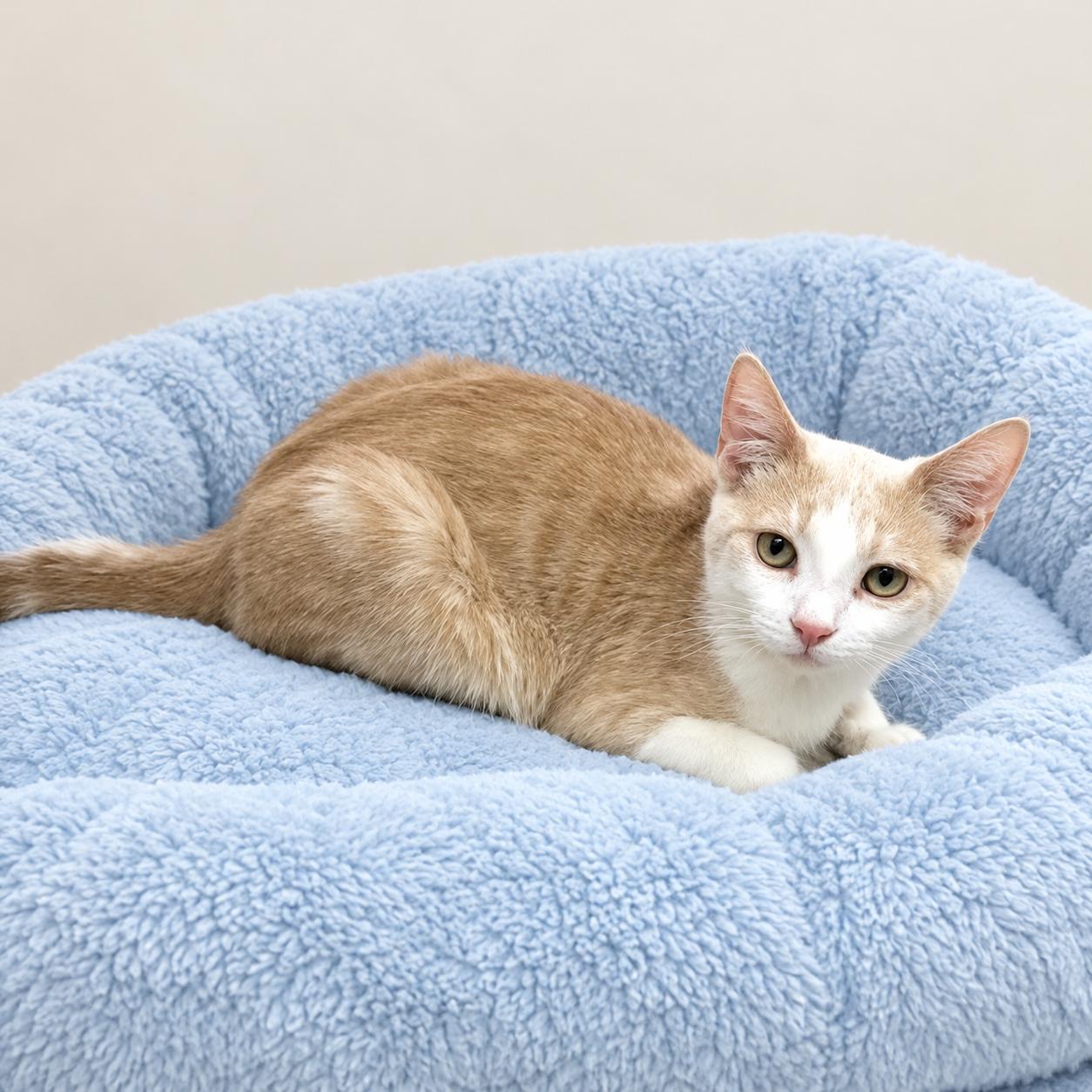 Butters, Adoptable, Kitten Male Domestic Short Hair & Tabby.