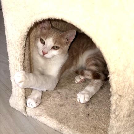 Enlarge Butters, a Adoptable mixed breed in Long Beach, WA image 2/3
