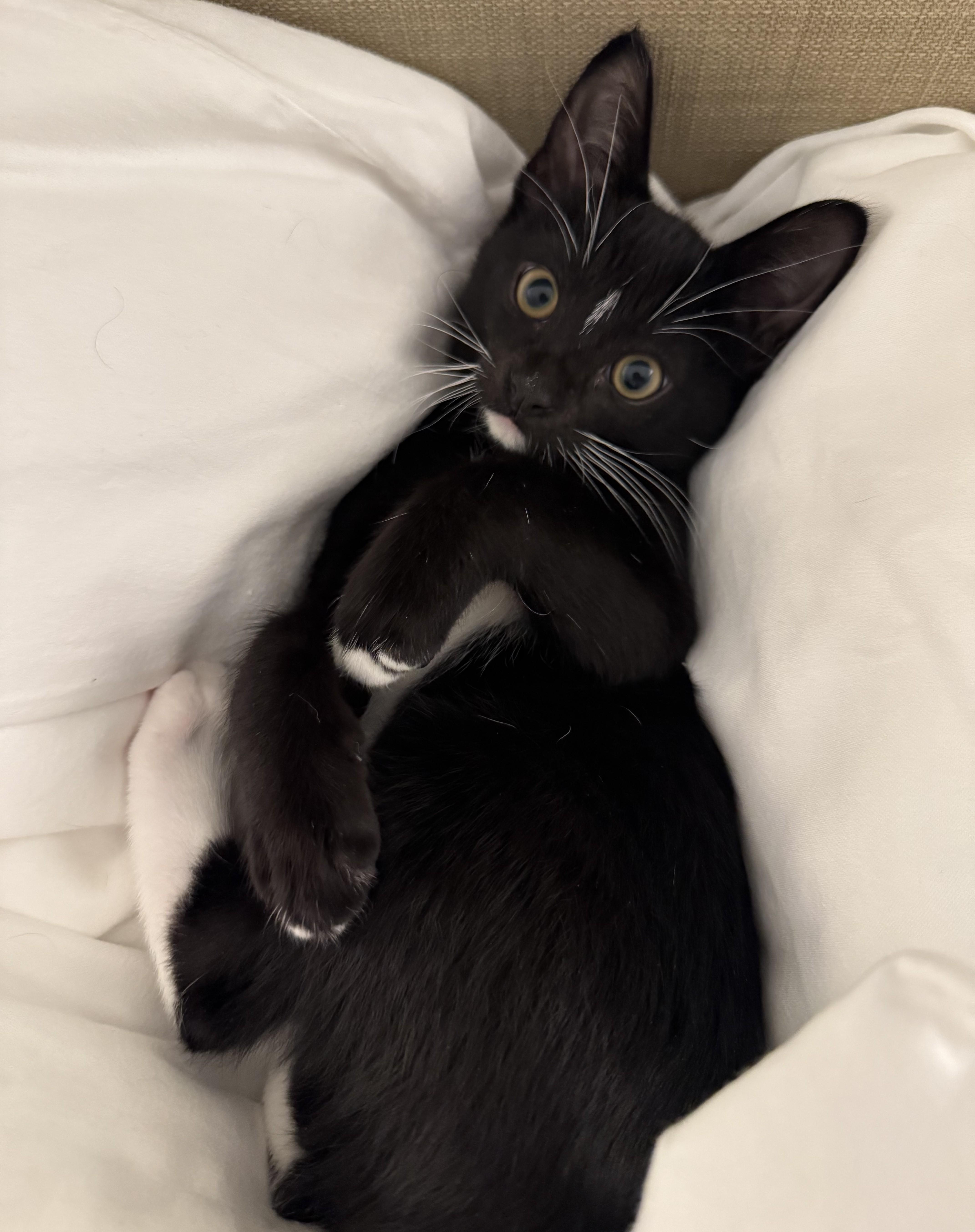 Blackie