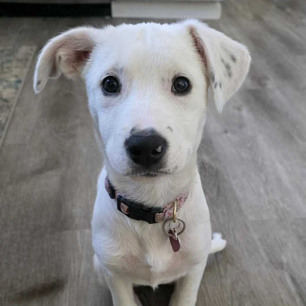 Jovie, adoptable, Puppy Female Mixed Breed.