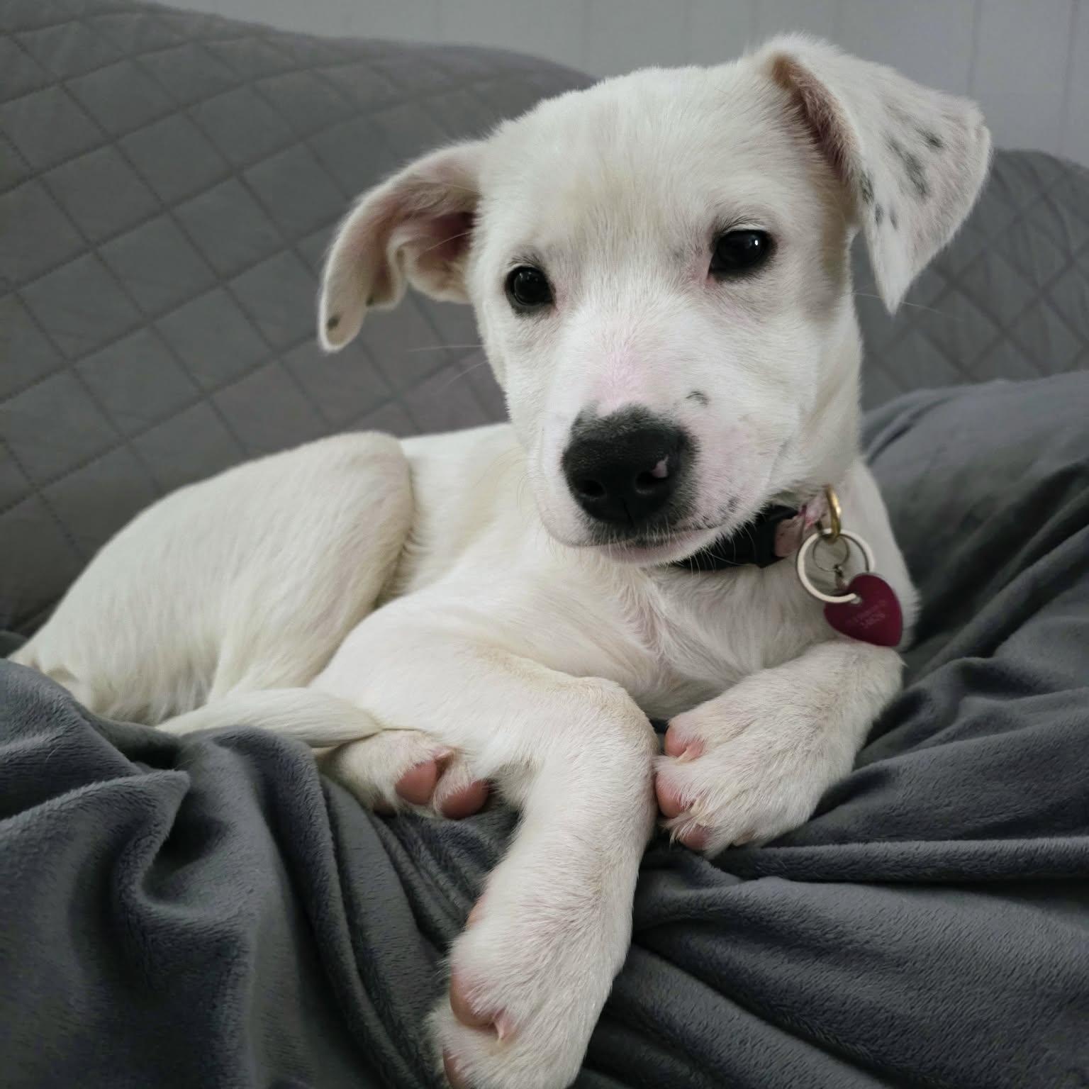 Enlarge Jovie, an adoptable Mixed Breed in Rochester, NY image 4/5