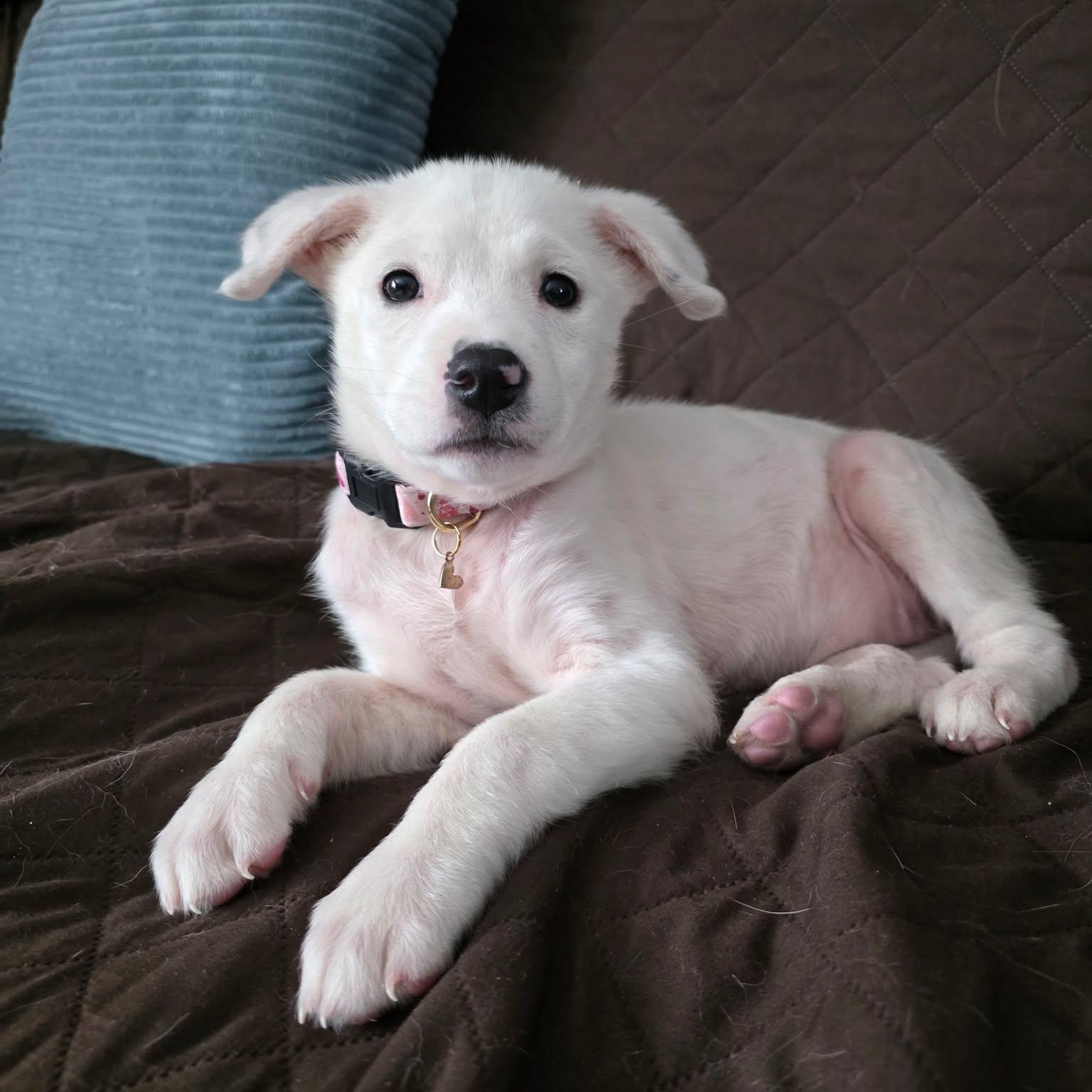 Enlarge Jovie, an adoptable Mixed Breed in Rochester, NY image 2/4