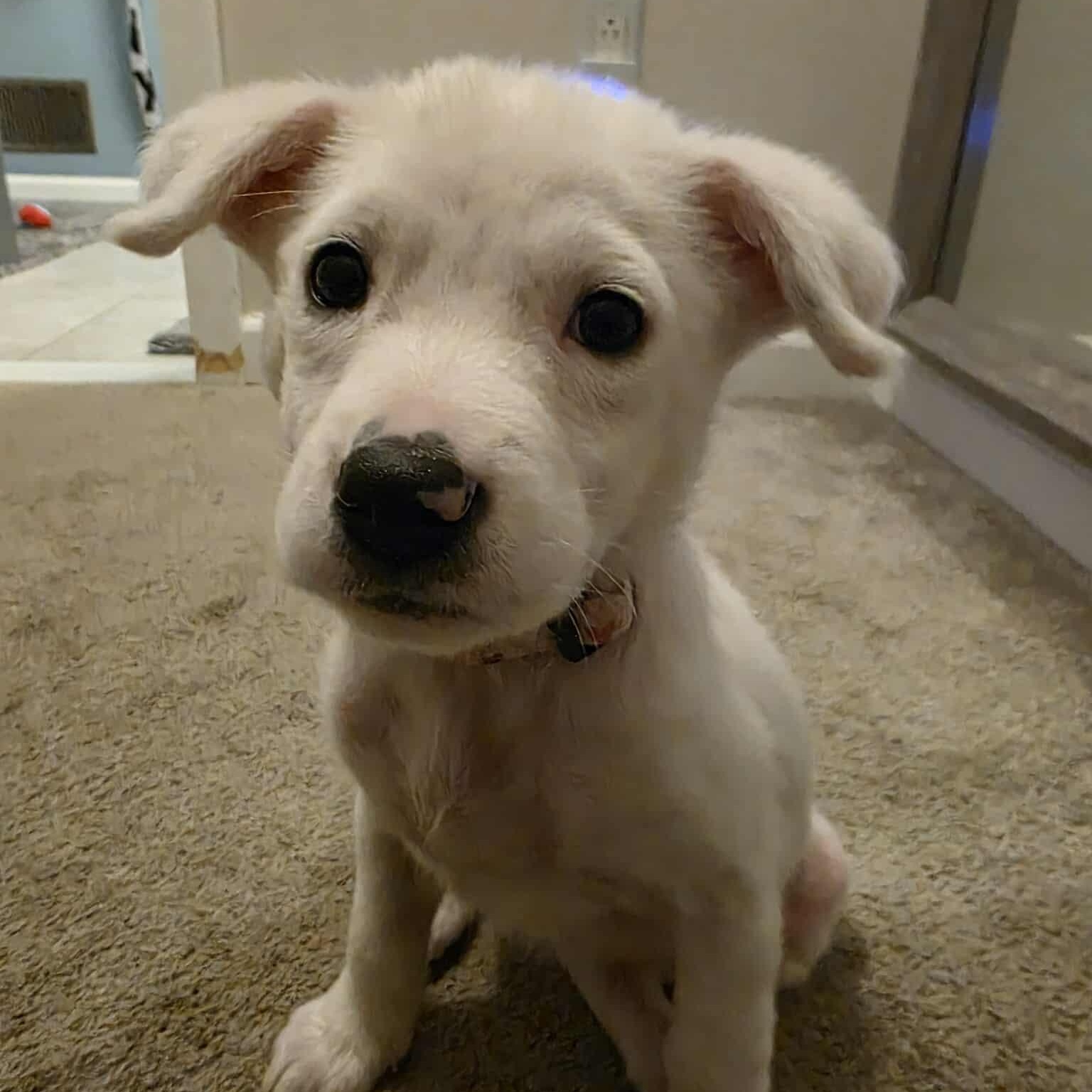 Jovie, adoptable, Puppy Female Mixed Breed.