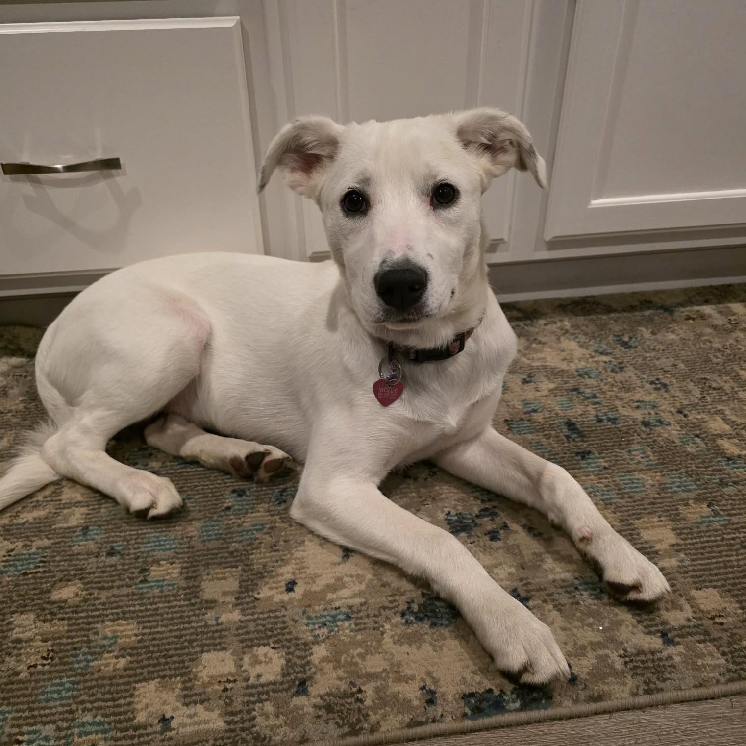 Enlarge Jovie, an adoptable Mixed Breed in Rochester, NY image 2/5