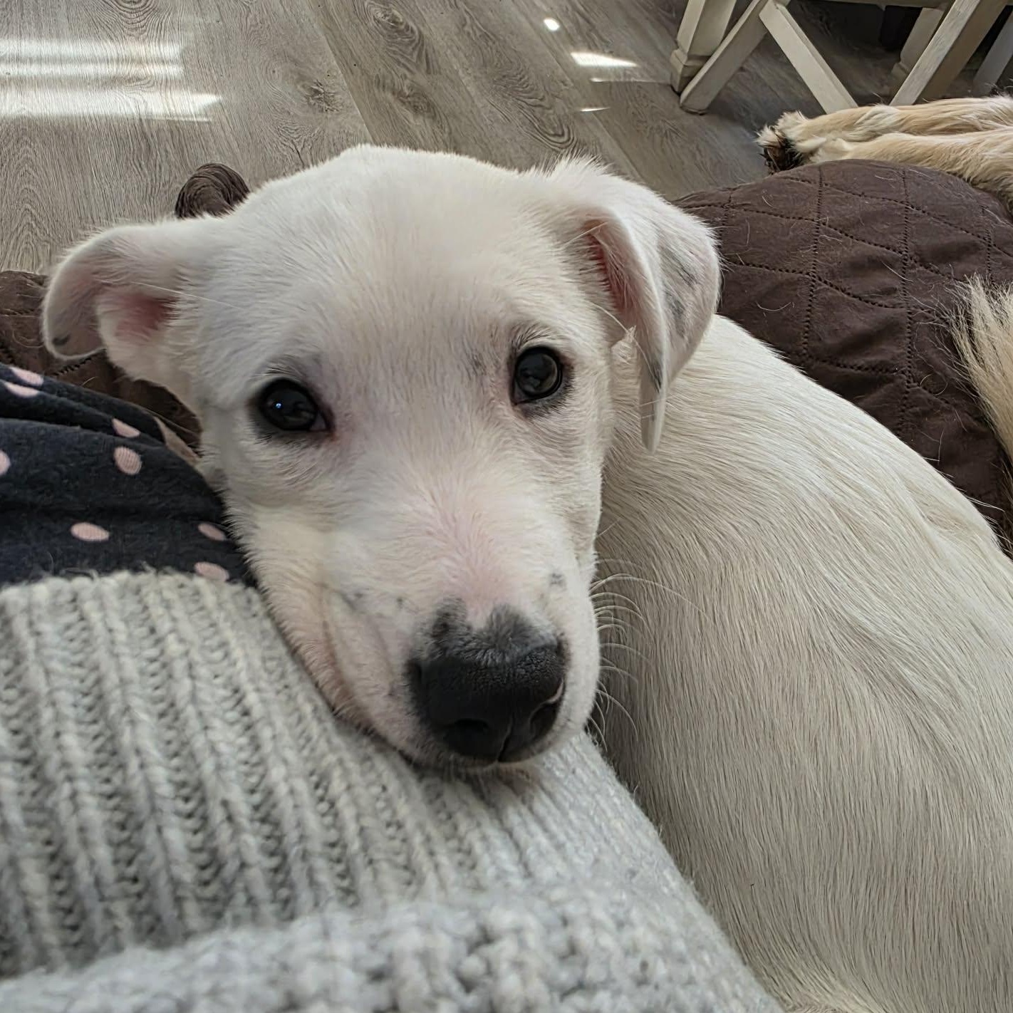 Enlarge Jovie, an adoptable Mixed Breed in Rochester, NY image 5/5