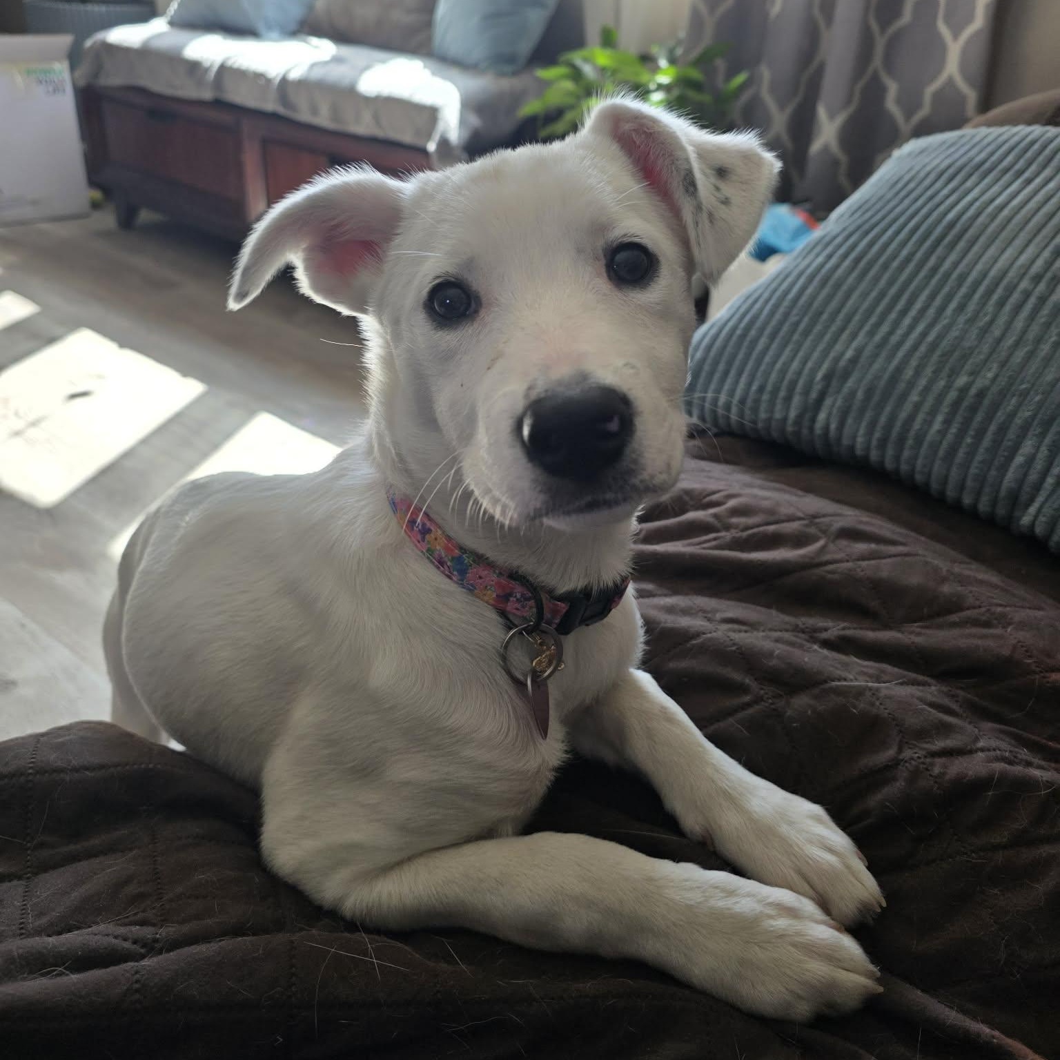 Enlarge Jovie, an adoptable Mixed Breed in Rochester, NY image 3/5