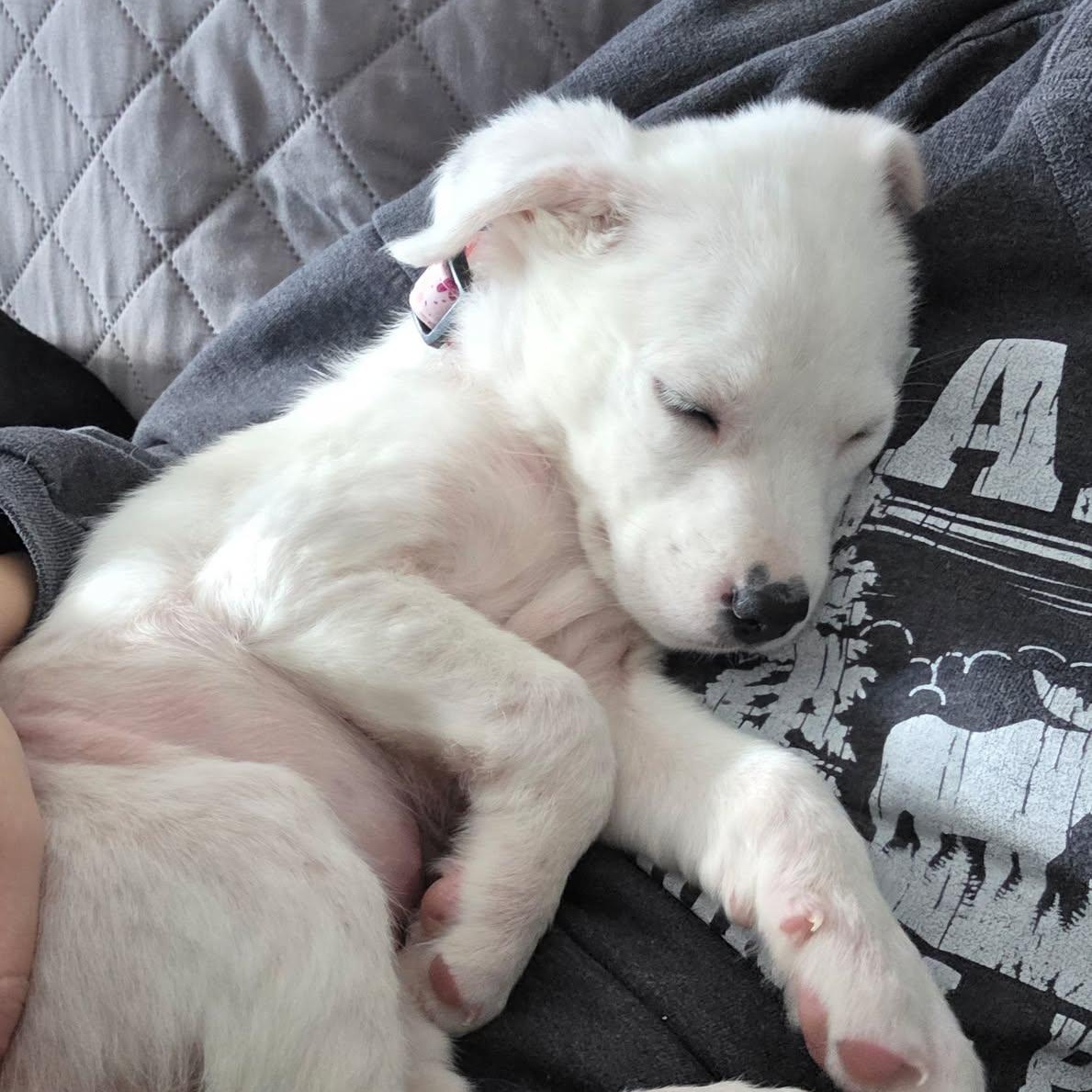 Enlarge Jovie, an adoptable Mixed Breed in Rochester, NY image 3/4