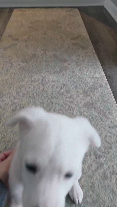 Enlarge Jovie, an adoptable Mixed Breed in Rochester, NY video 4/4